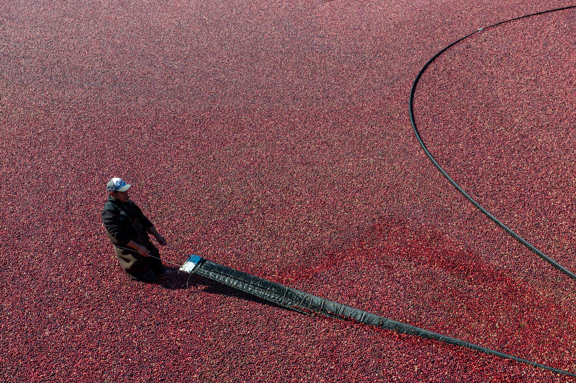 A worker uses a cranberry boom in a flooded bog to coral floating cranberries to a pump as they are harvested at Mann Farms in Buzzards Bay, Massachusetts, on October 9. US job gains topped expectations in October, official data showed, as hiring remained resilient and wages moved ever higher even as unemployment edged up. Photo: AFP