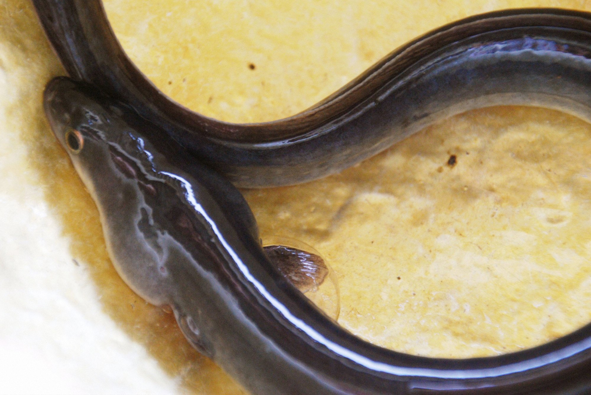 A farm-grown eel in Hamamatsu city, Japan. Photo: Getty Images