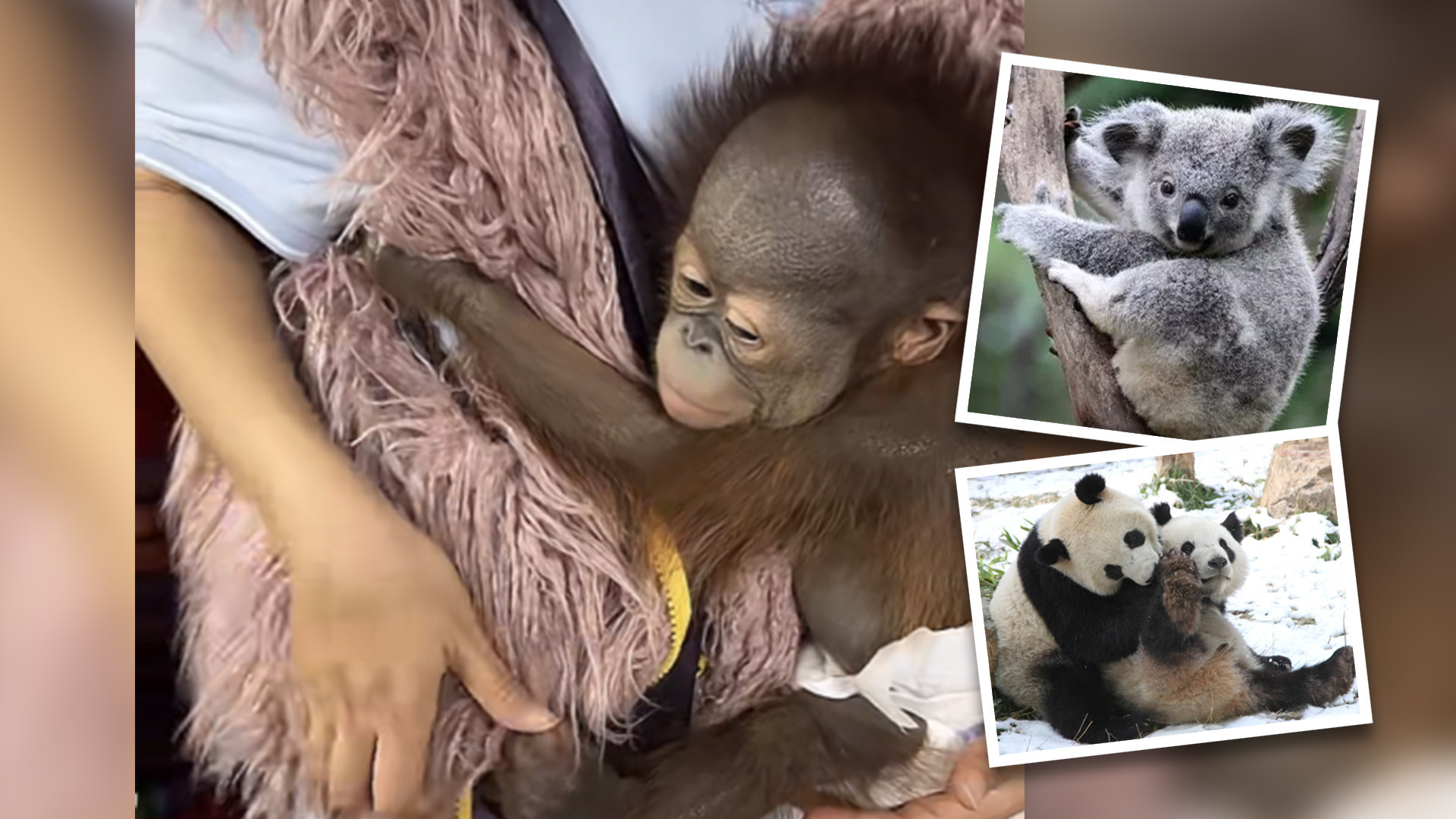 China’s zero-Covid policy claims unexpected victims, with one private zoo in the country’s east turning to live streams and animal adoptions to stay afloat. Photo: SCMP composite/Hongshan Forest Zoo