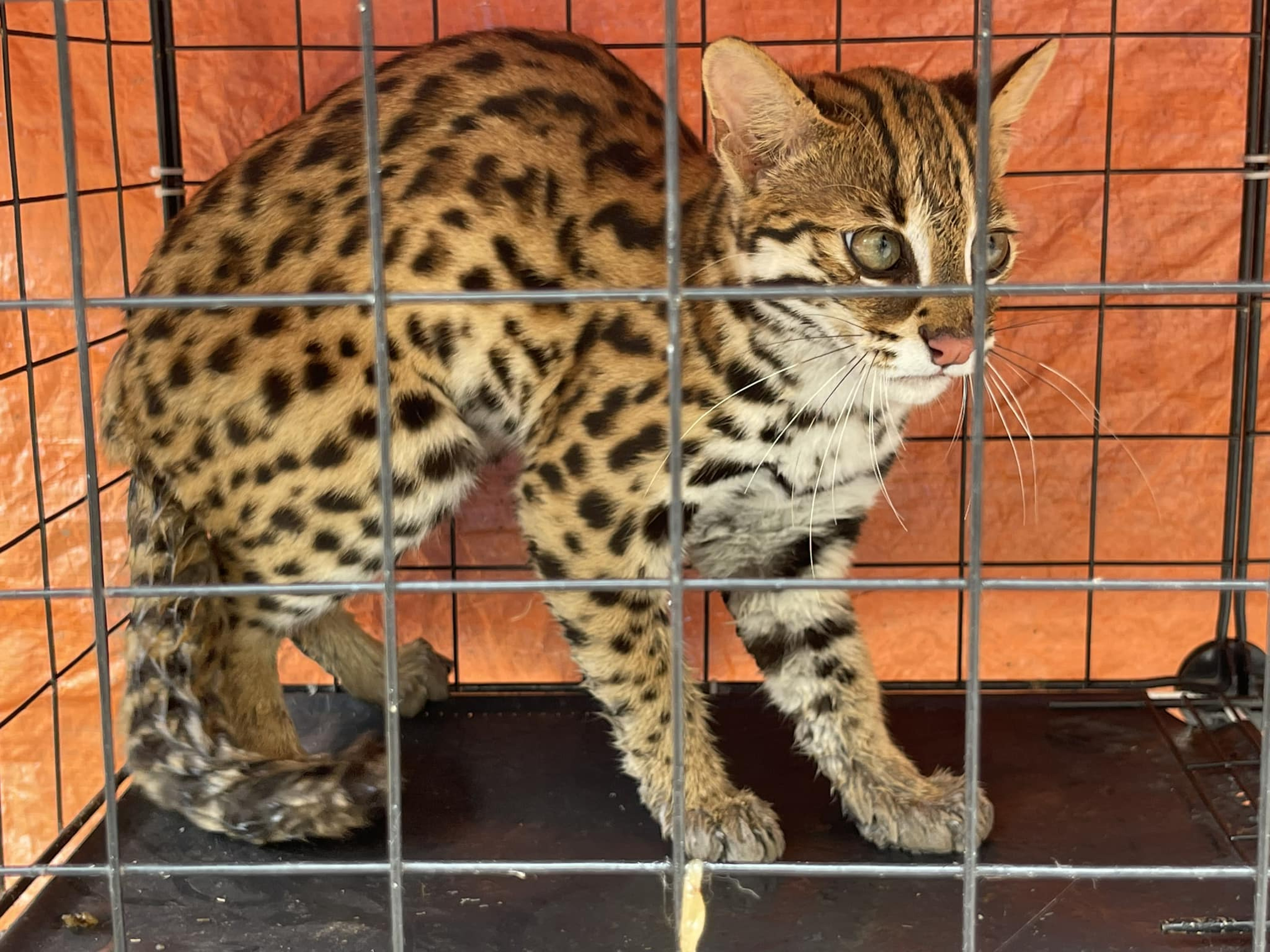 On a ‘Buy and Sell Wildlife’ Facebook page, brokers show photos of animals and animal parts for sale. Photo: Facebook
