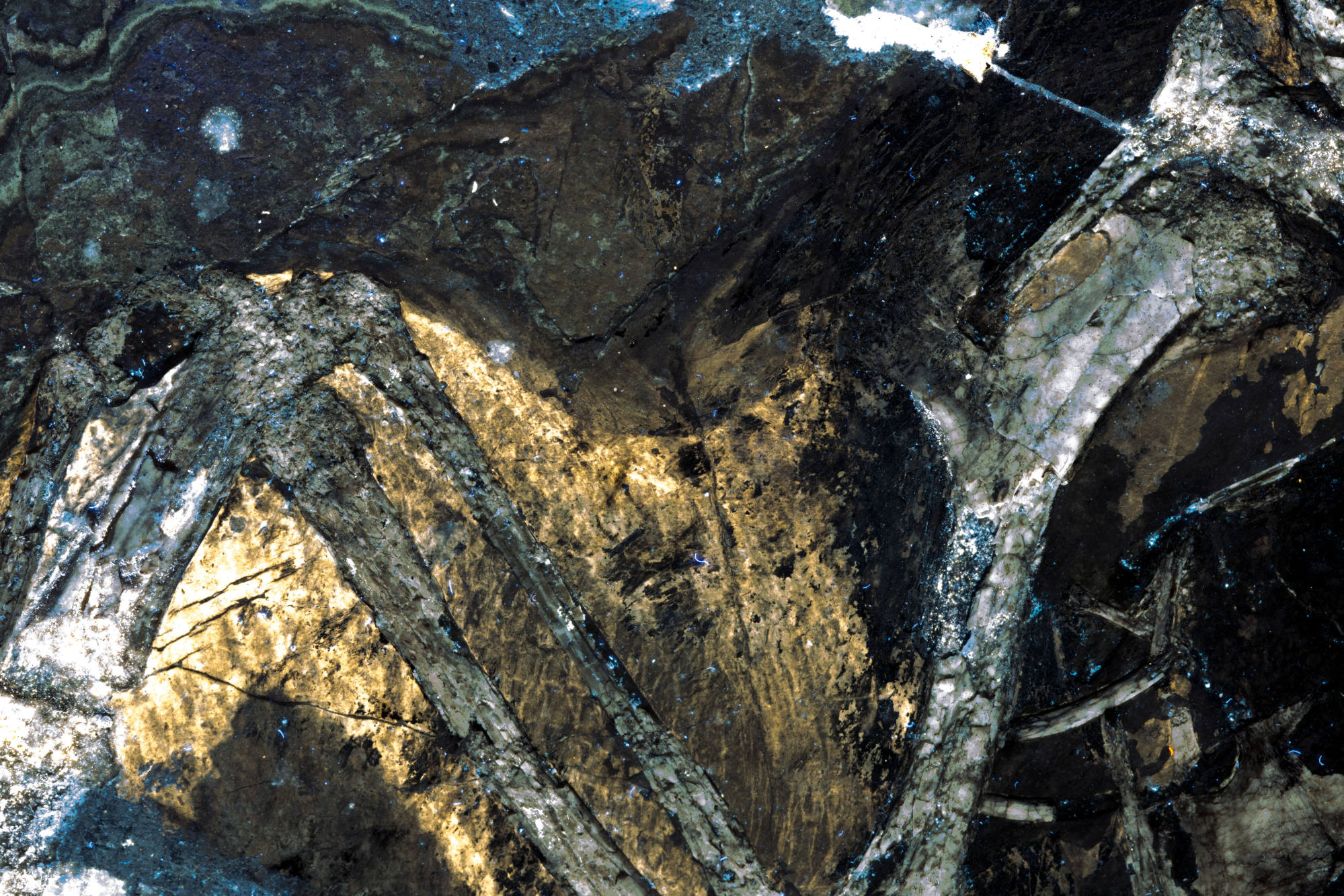 Laser imaging of Confuciusornis shows residual skin chemistry and a ligament controlling the tension of the wing’s leading edge (yellow stripe). Photo: Michael Pittman