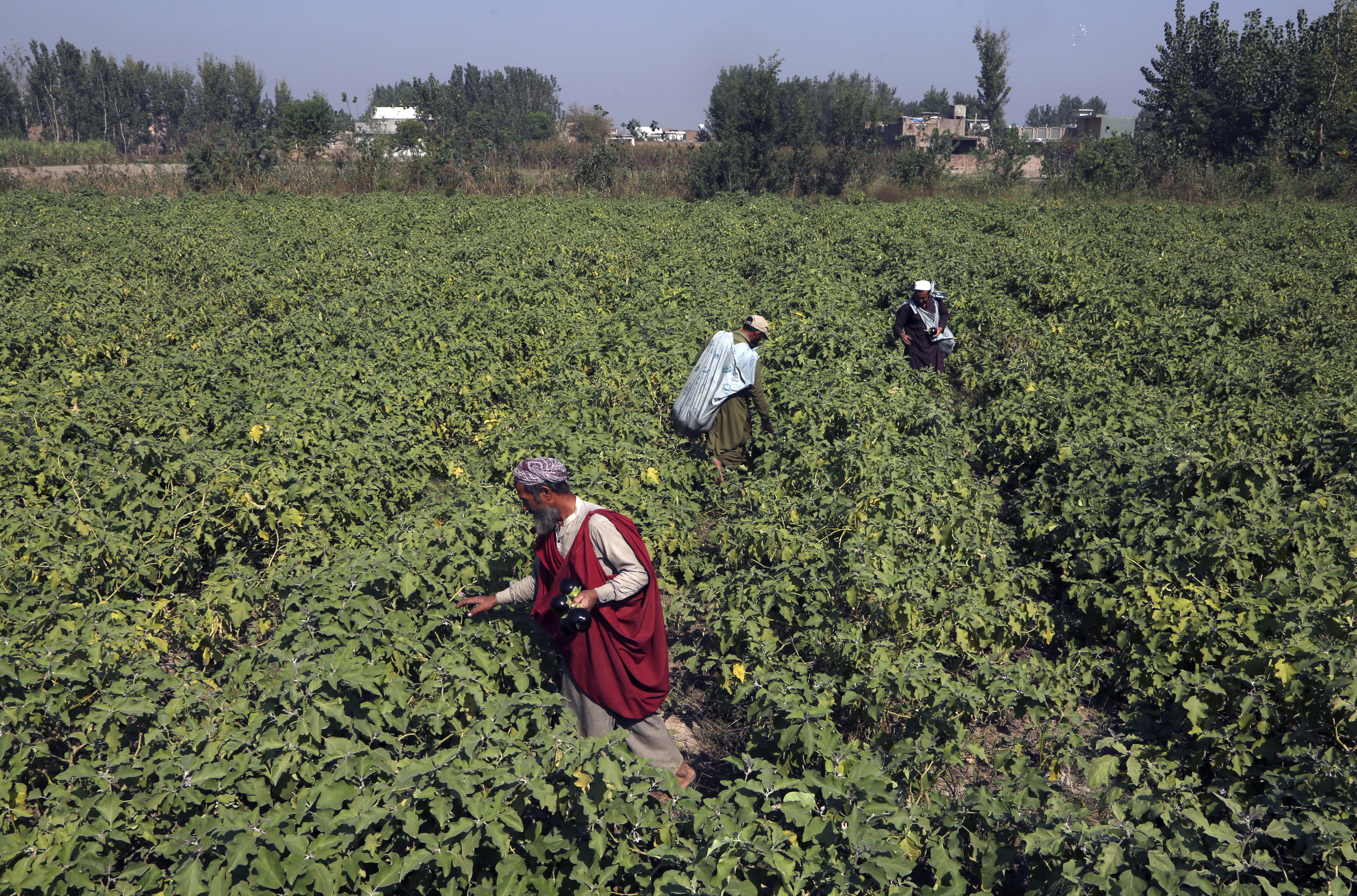 Farmers harvest eggplant last month on the outskirts of Peshawar, Pakistan. Agriculture remains the backbone of Pakistan’s economy, accounting for 75 per cent of its exports. Photo: AP