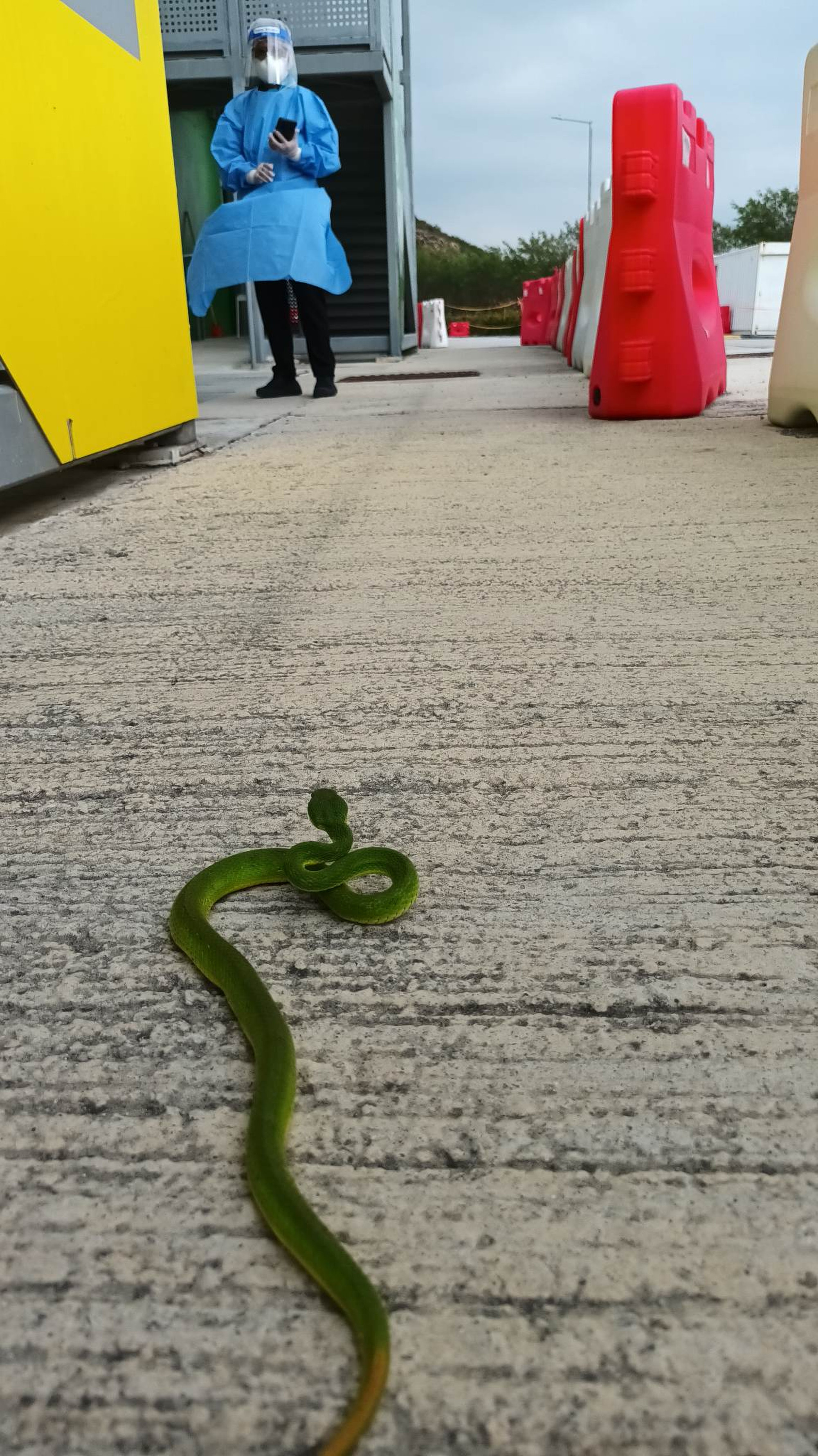 Study Buddy (Explorer): Vipers in quarantine centre to cobra hidden in  flat, Hong Kong snake catcher reveals all - YP