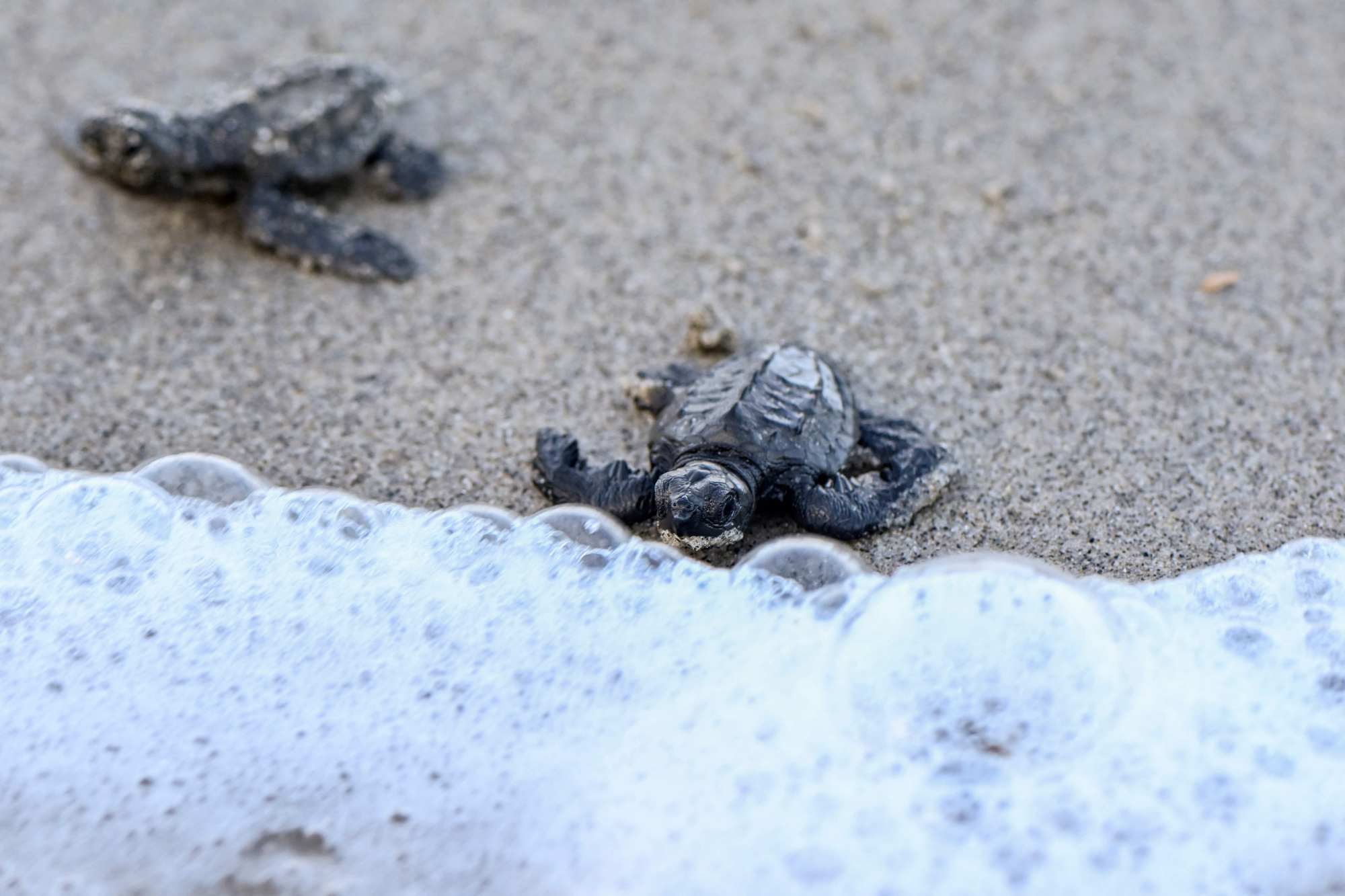 Battle to save endangered Panama turtle at centre of aphrodisiac