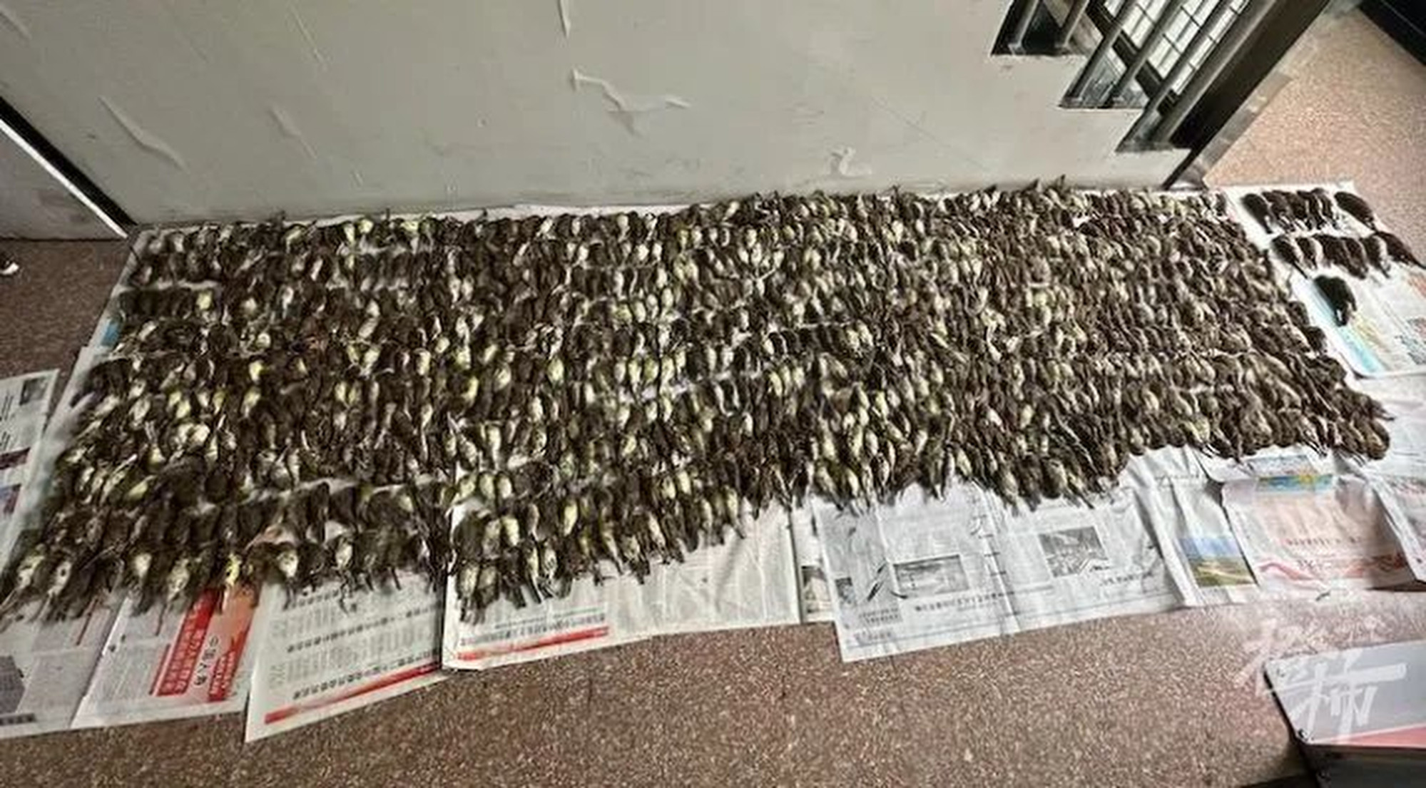 GPGT - China Man Caught And Killed 1000 Wild Birds With His Barehands ...