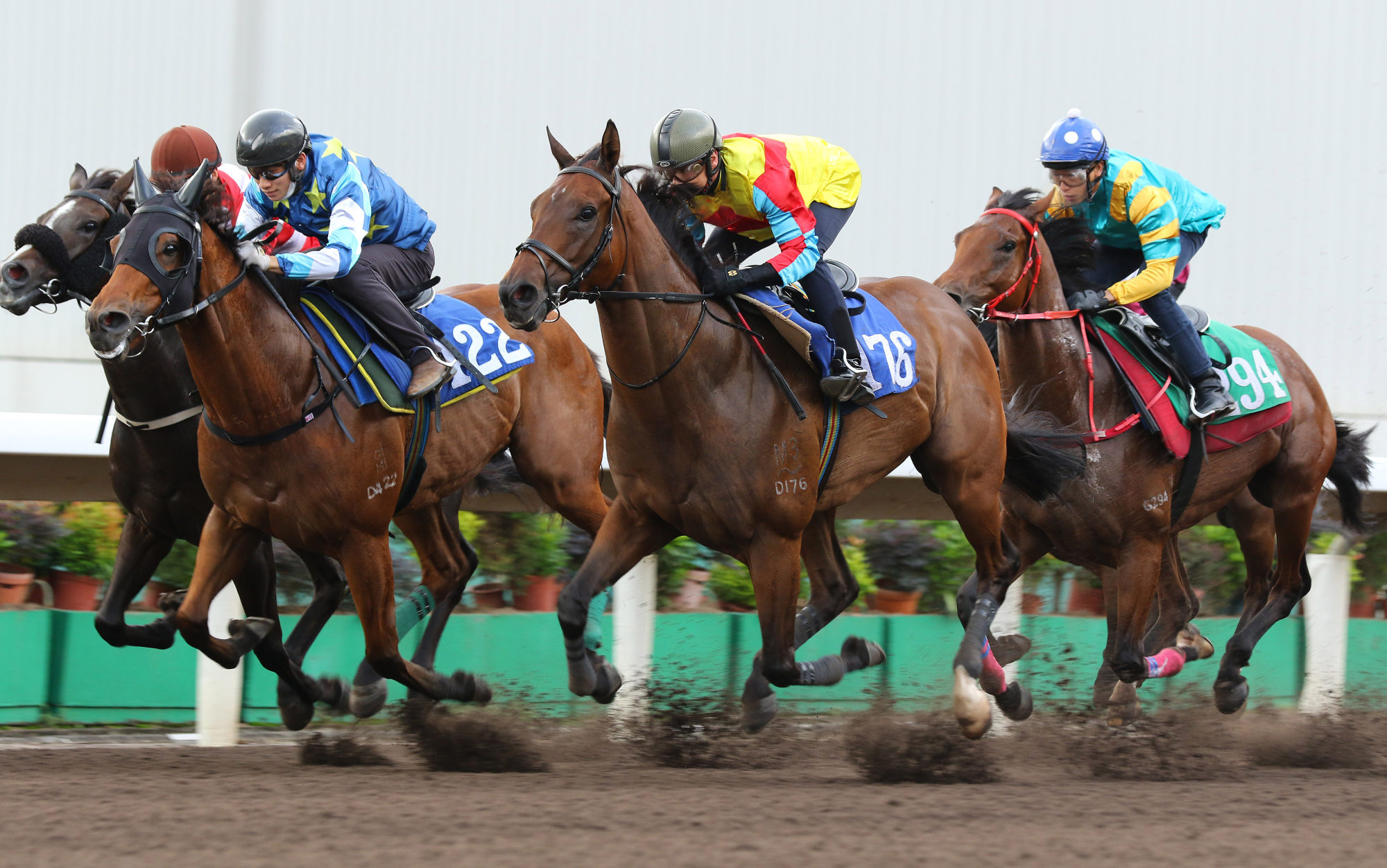 Wellington (yellow) beats last year’s Jockey Club Sprint winner, Lucky Patch (blue), in their recent Sha Tin dirt trial.