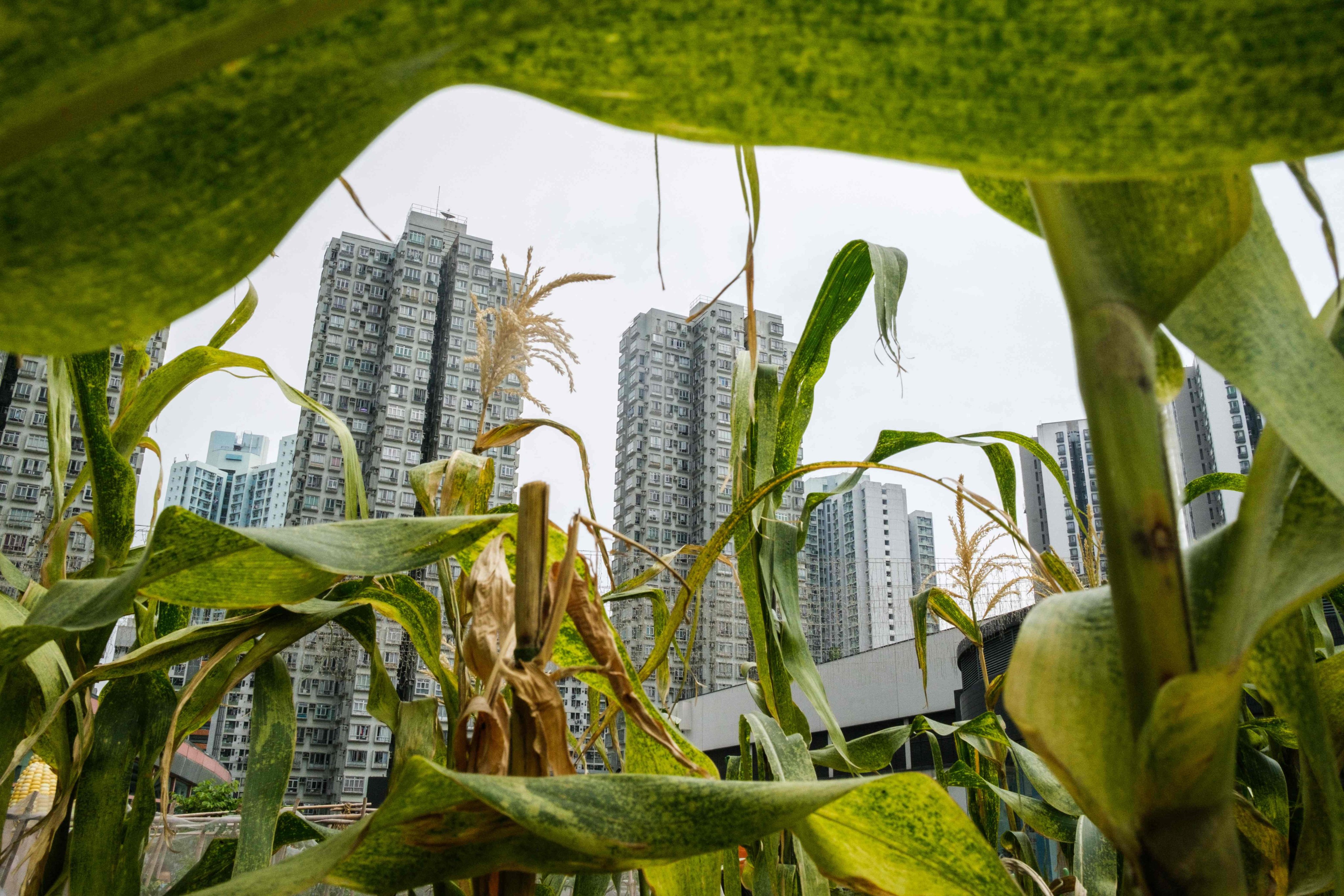 Skyscrapers seen beyond plants in a Hong Kong rooftop garden. The city’s gardening manuals reveal a lot about the time they were produced, as well as what to plant where. Photo: AFP