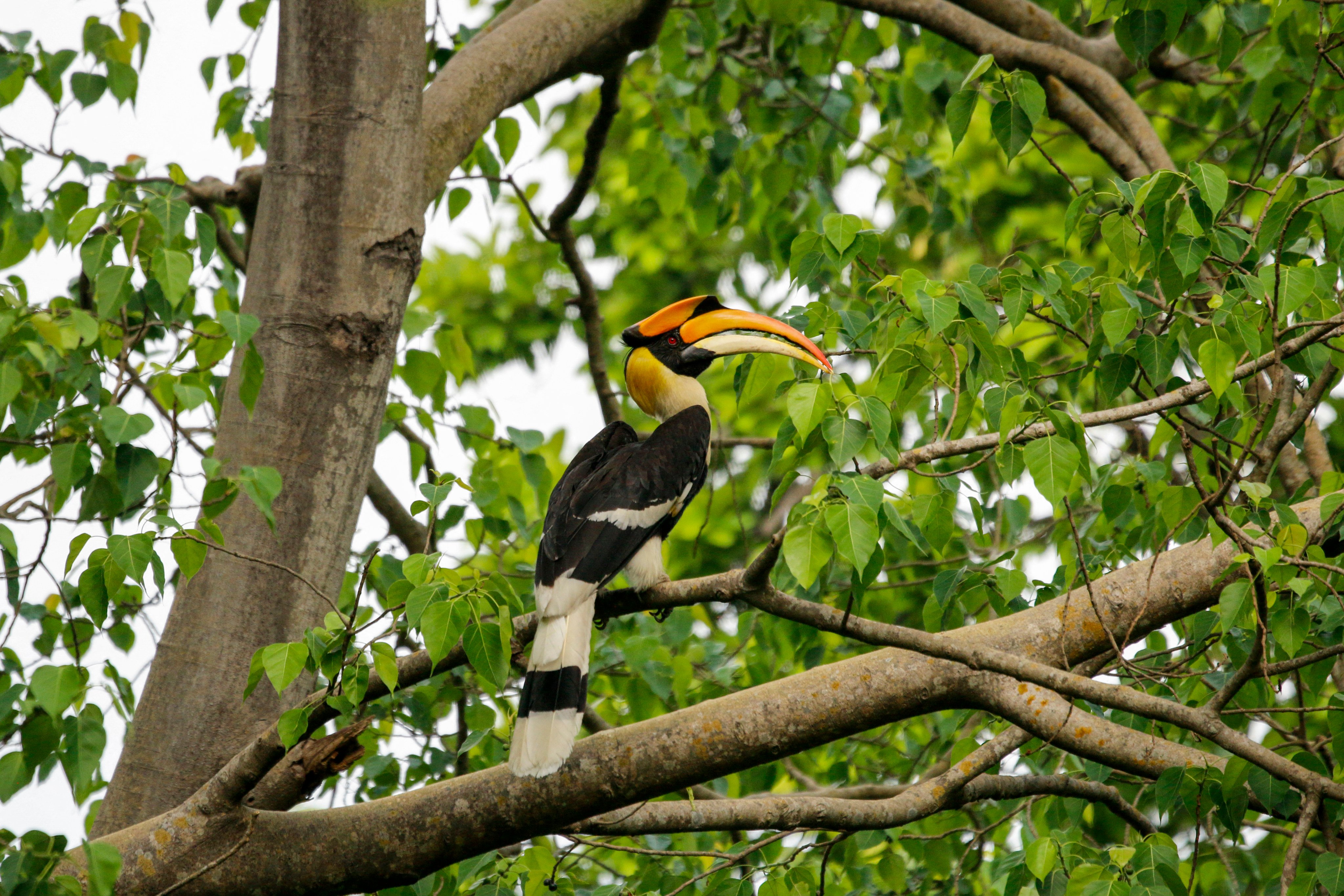 The Tree that Survived 9/11 - Jane Goodall's Good for All News