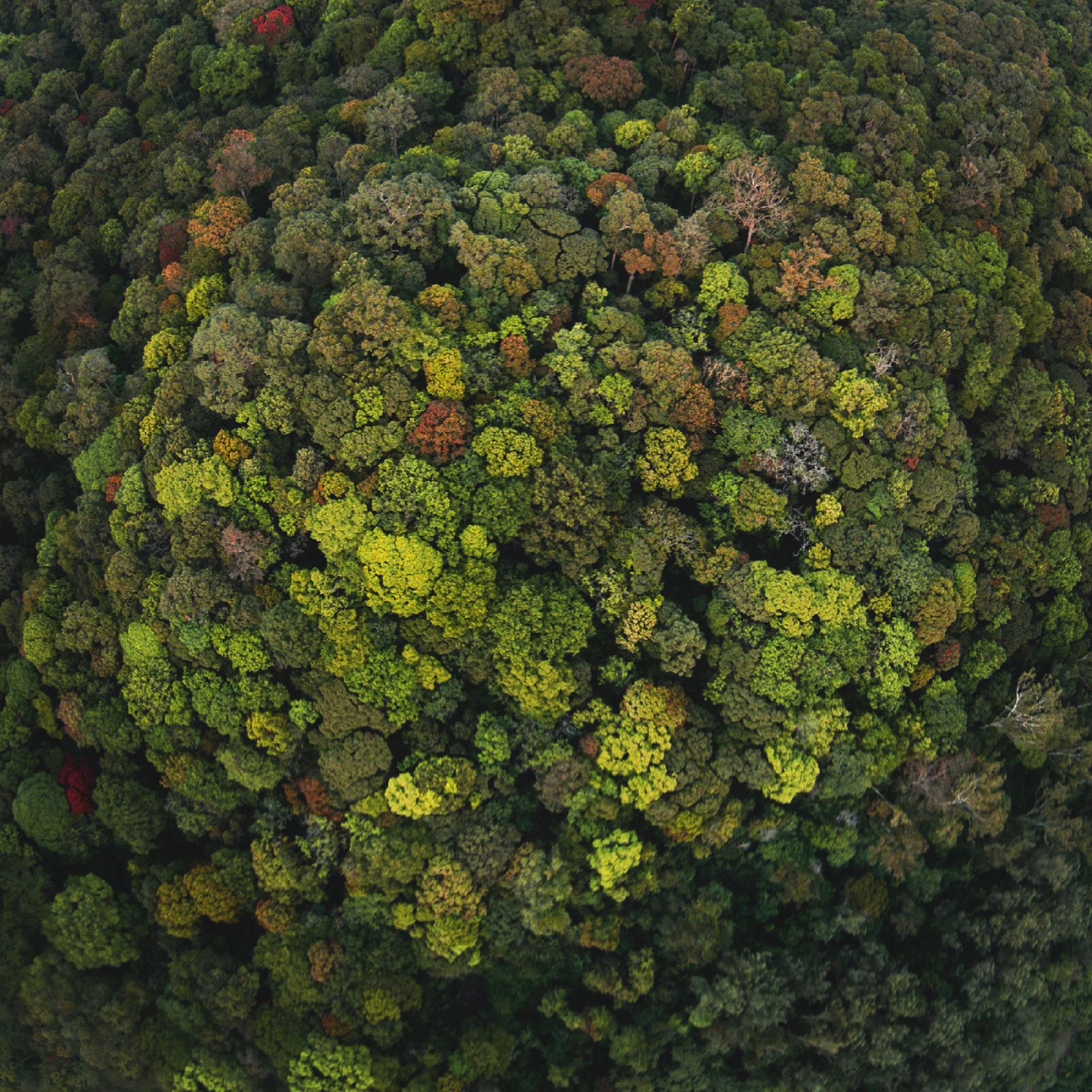 A rainforest canopy in the Anamalai hills, India. Photo: Nature Conservation Foundation