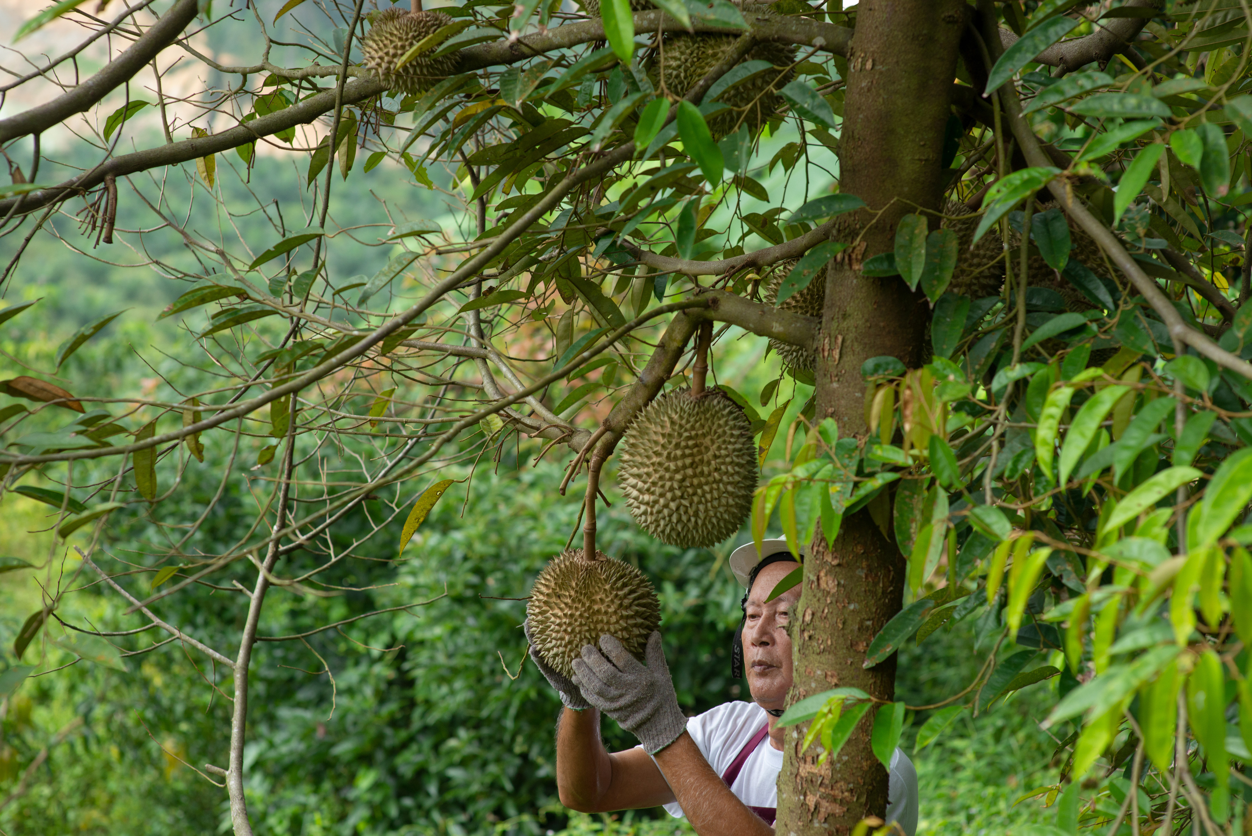 Farmer and musang king durian tree in orchard. Photo: Shutterstock