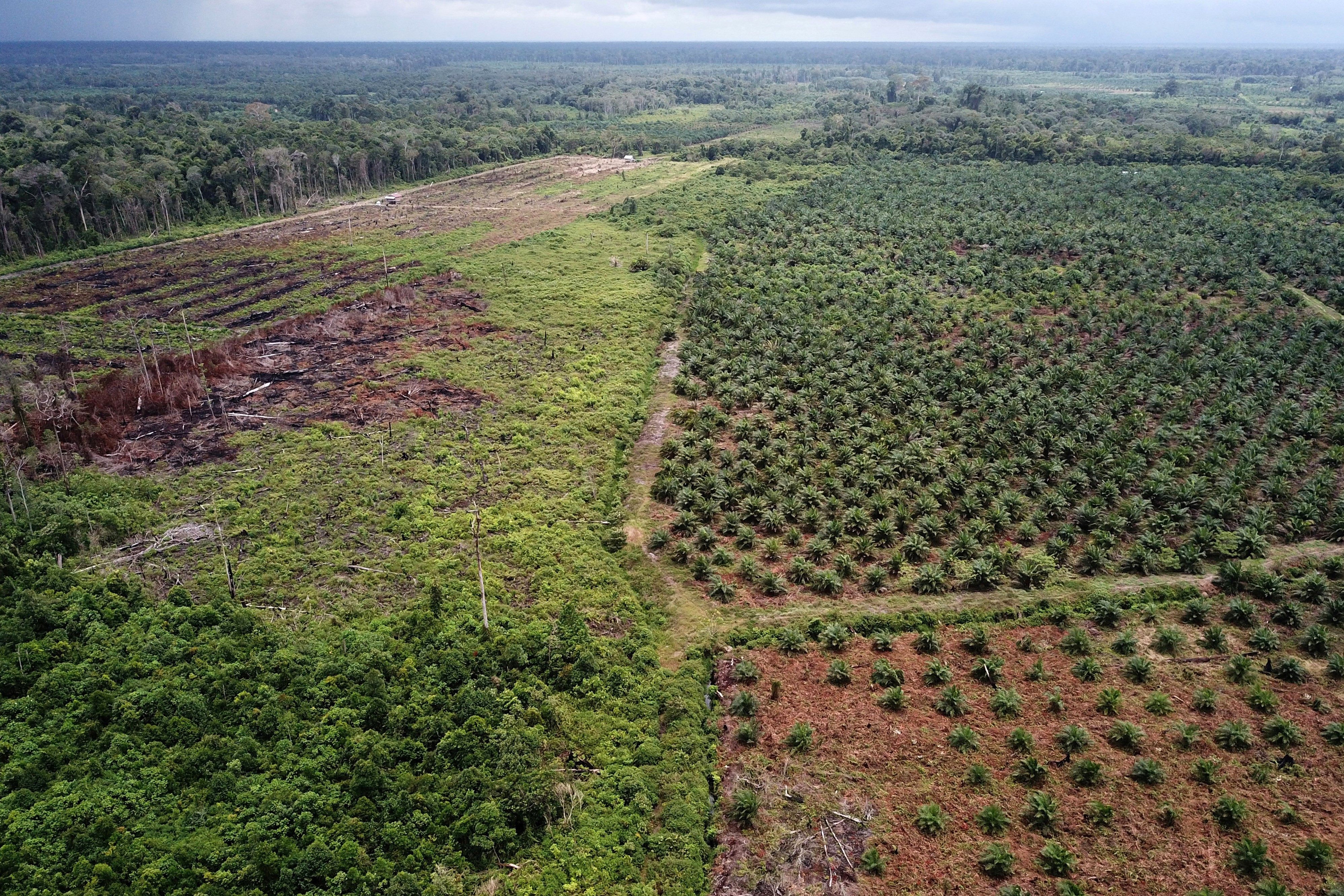 An aerial photo shows a palm oil plantation in a protected area of the Rawa Singkil wildlife reserve in Indonesia in 2018. Photo: AFP