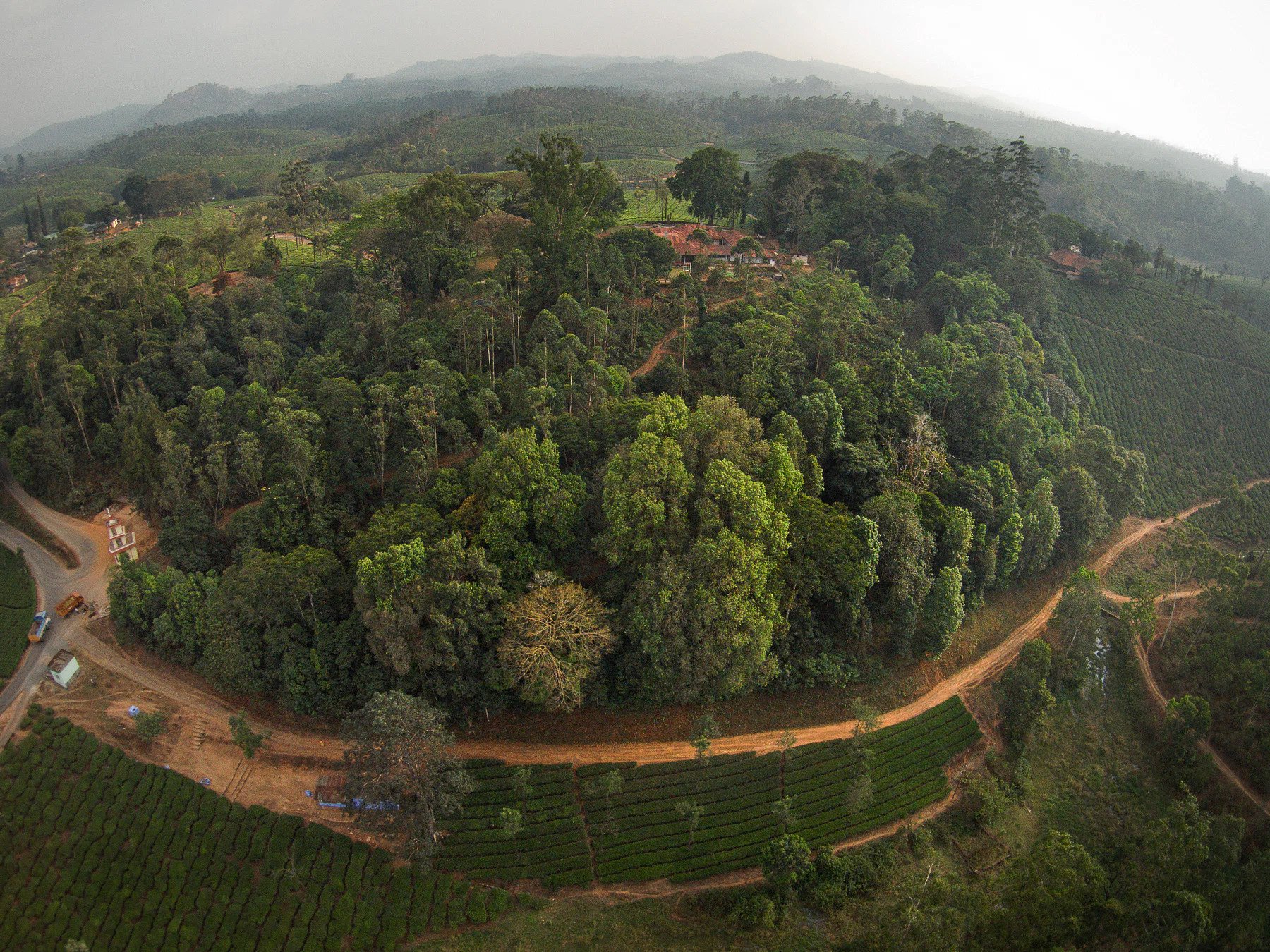 A restored rainforest fragment surrounded by tea plantations in the Anamalai hills of southern India. Photo:  Nature Conservation Foundation