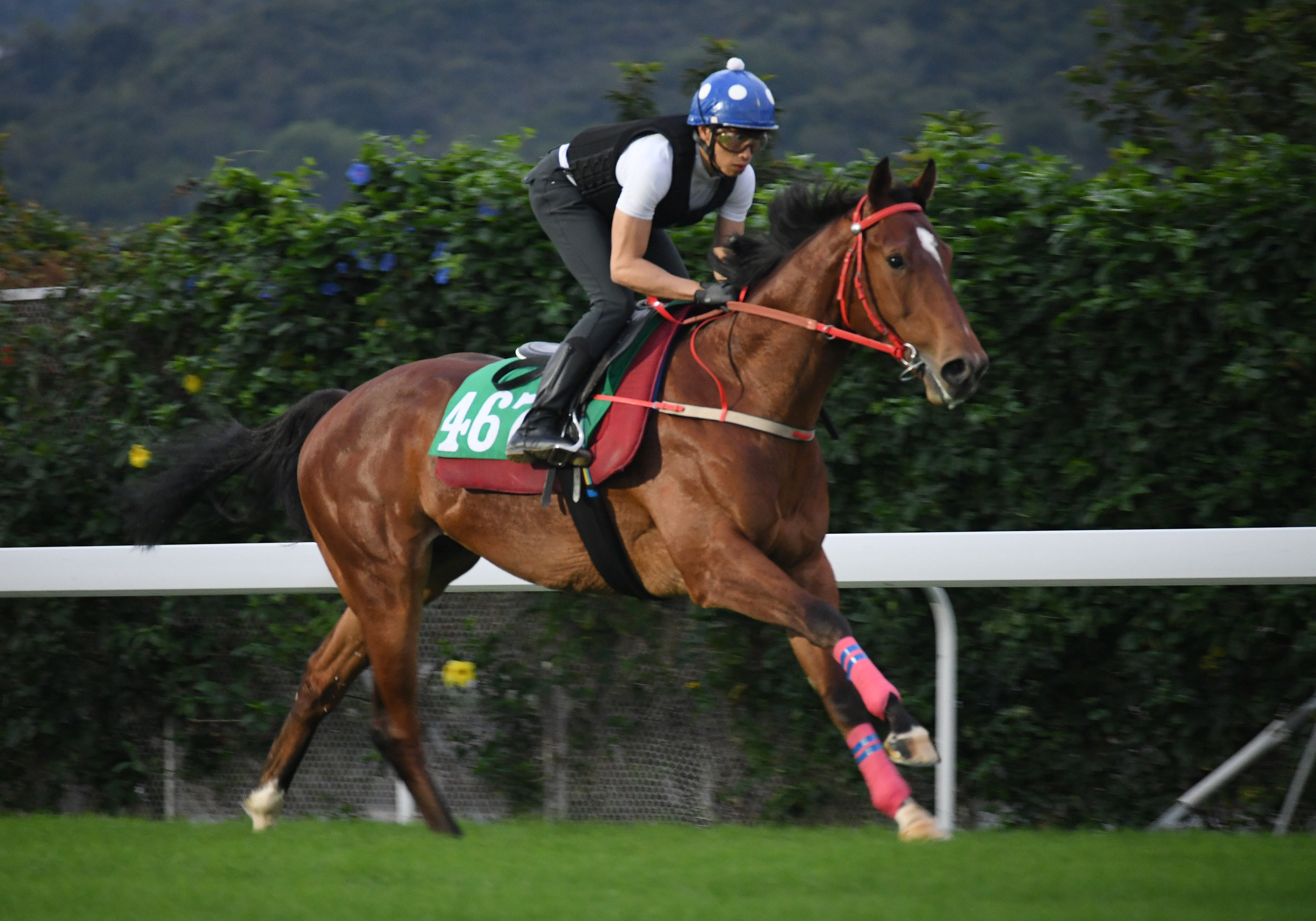 Nordic Dragon gallops at Sha Tin on Monday morning ahead of his debut at Happy Valley on Wednesday night. Photos: Kenneth Chan