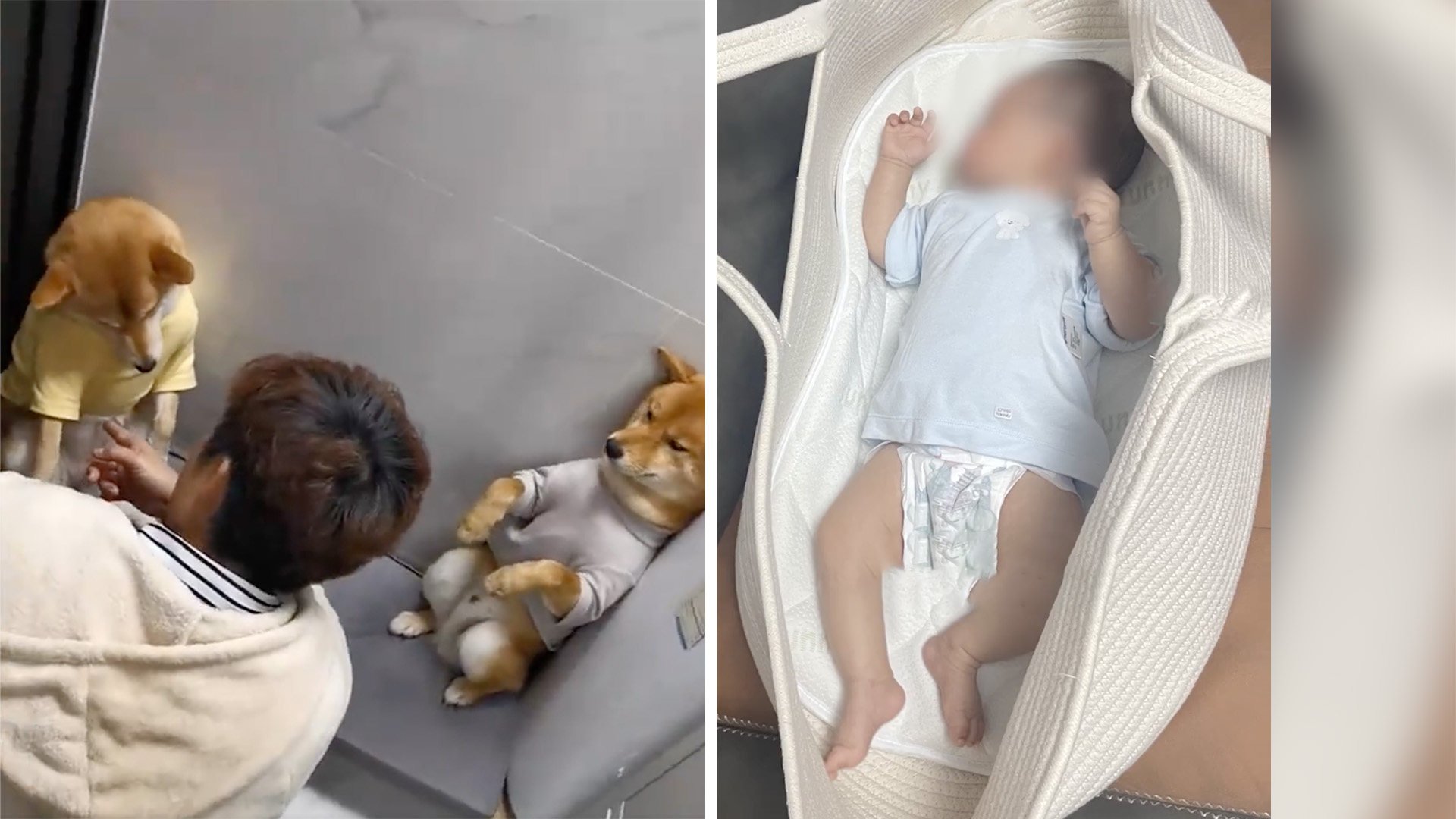 This week in quirky China: two naughty dogs told off like children by owner go viral, mum’s tote bag for carrying baby splits opinion and a little boy is stunned by his new sister. 