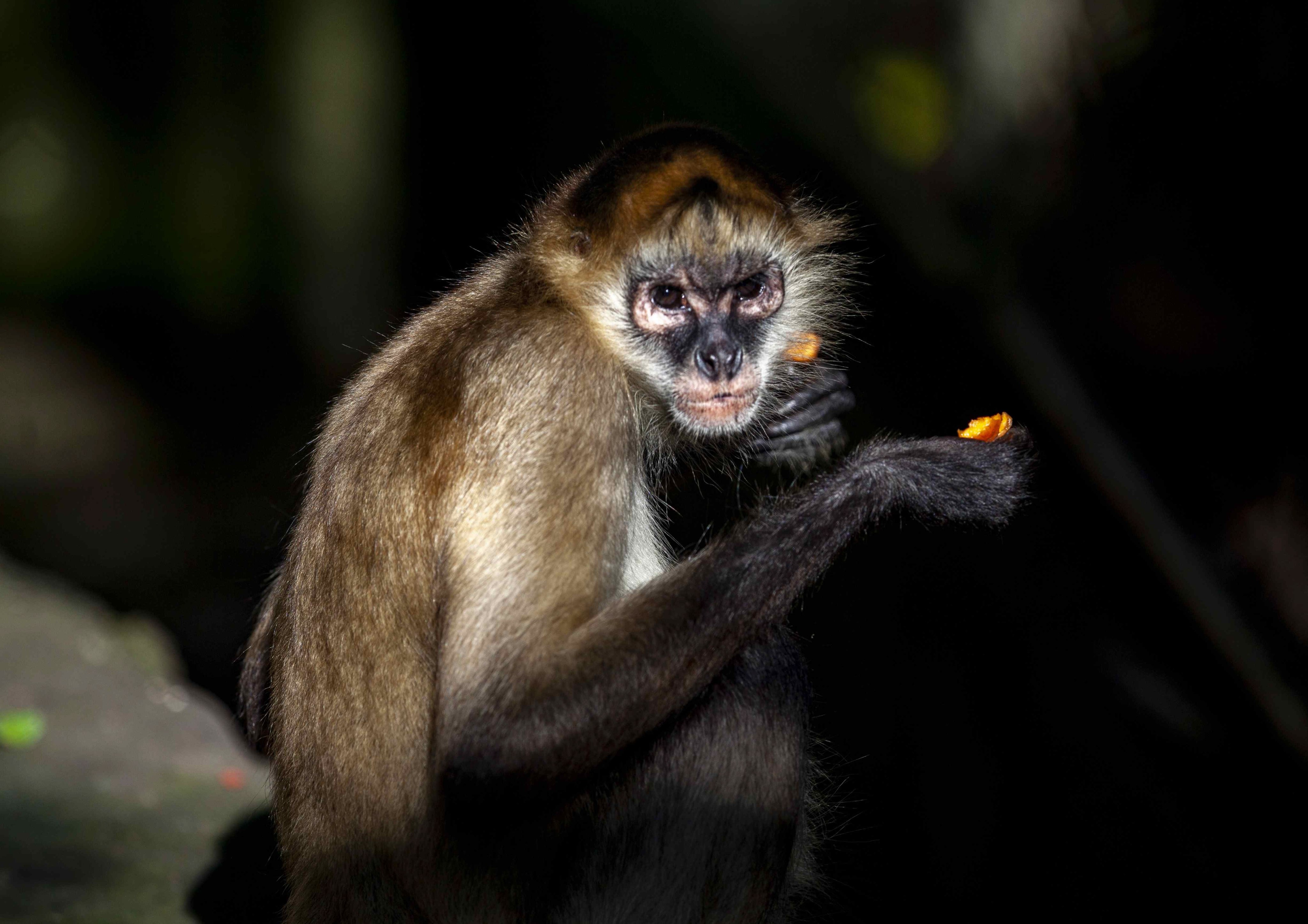 Photos: The Mysterious Chinese Monkey That's 'as Endangered as the Panda