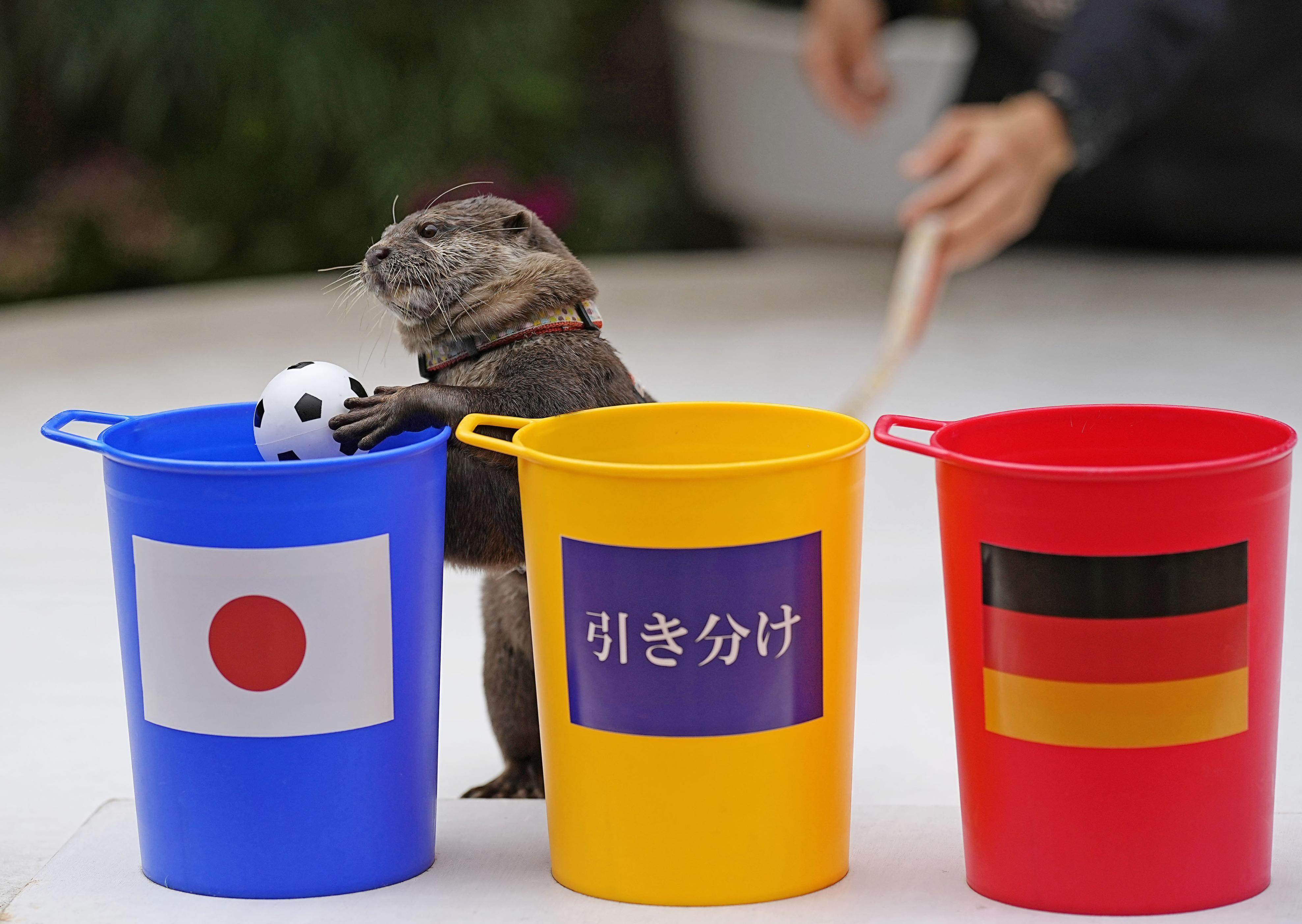 Taiyo the otter predicting Japan’s win against Germany, the day before the 2-1 result in Qatar. Photo: Kyodo