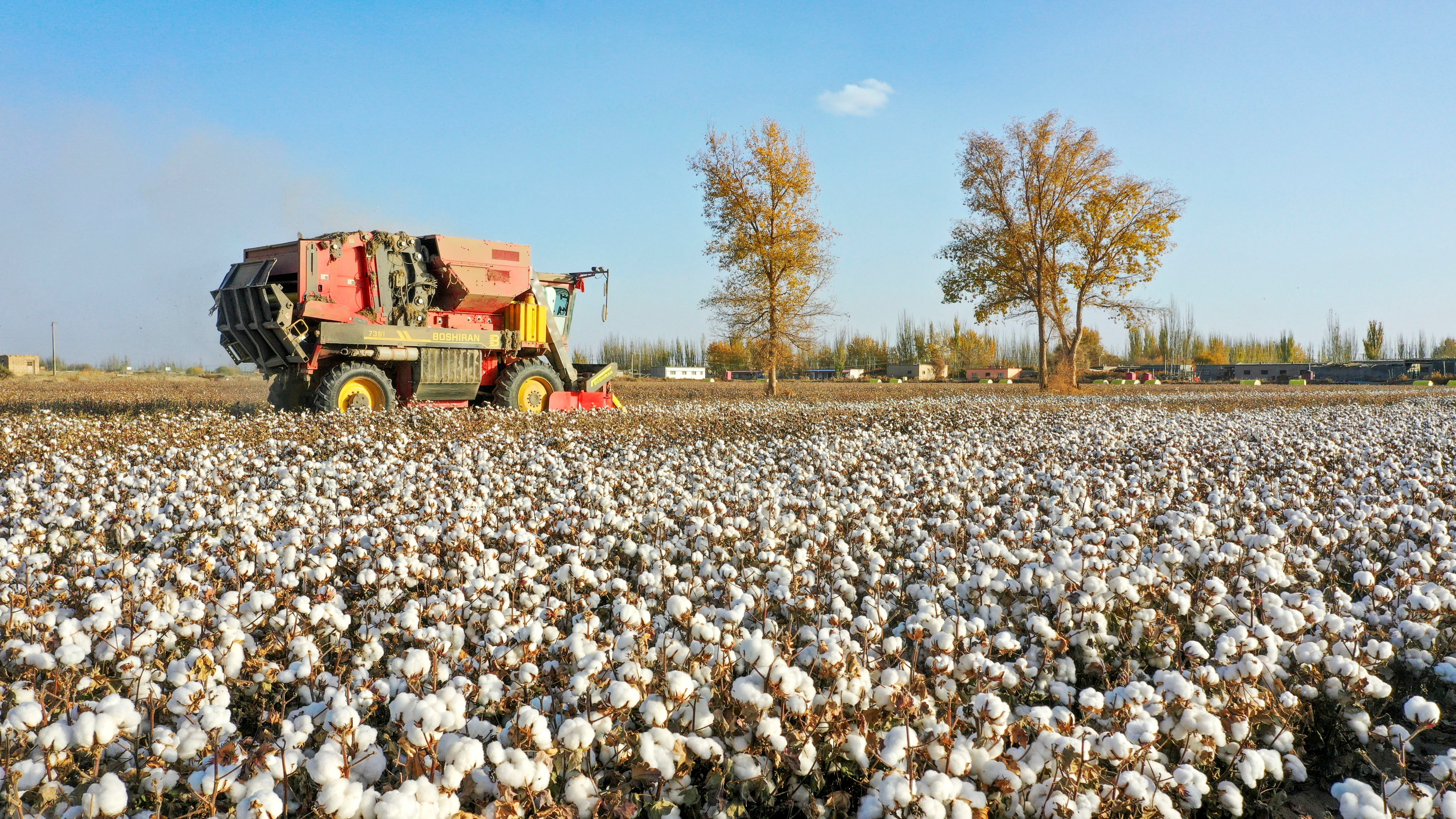 Total cotton production in China is expected to reach 6.138 million tonnes in 2022, with 5.634 million tonnes expected to be produced in Xinjiang. Photo: Xinhua
