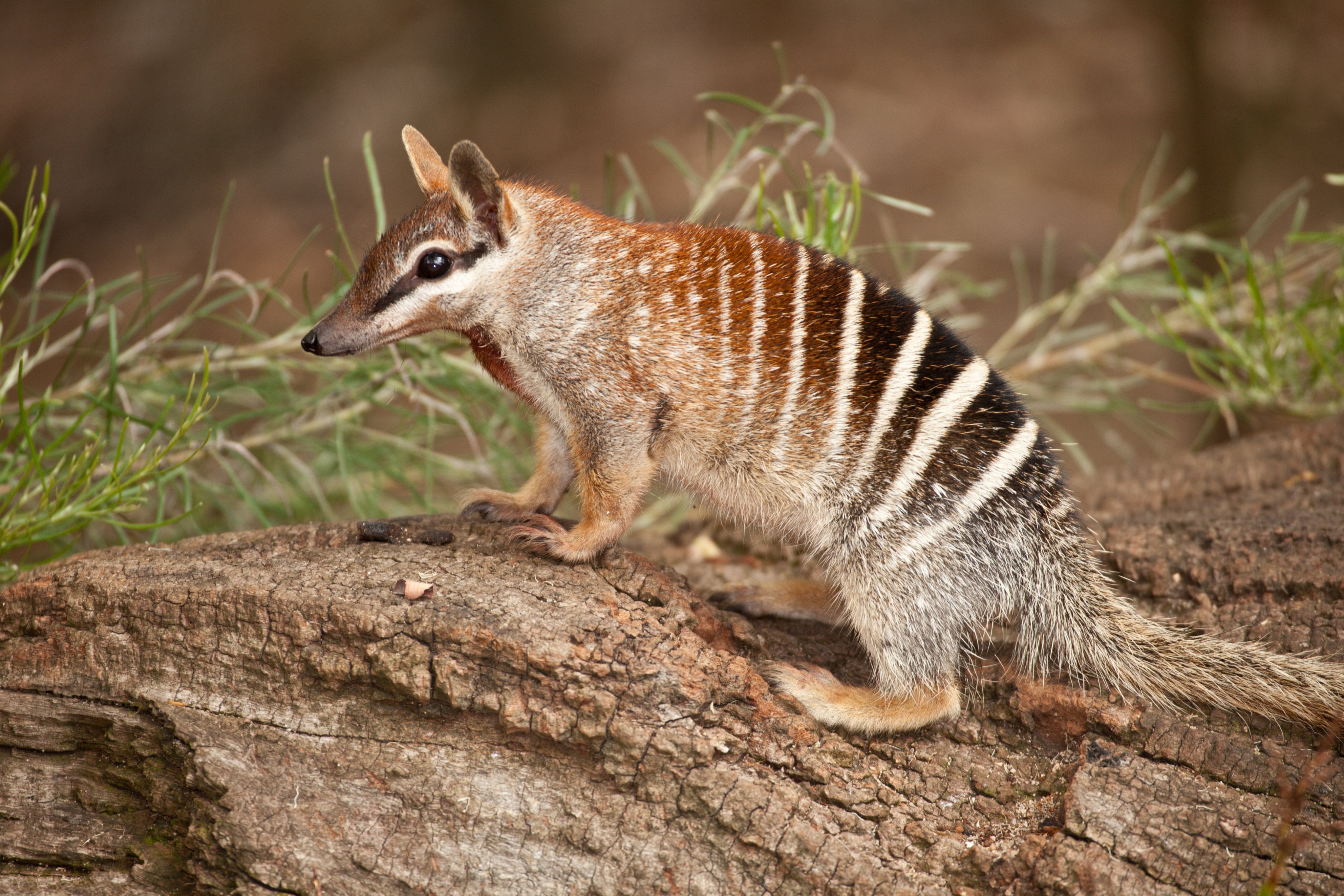 The numbat, a native Australian species 99 per cent extinct, and other endangered small marsupials, have a haven in the newly created Dryandra Woodland National Park in Western Australia. Photo: Shutterstock