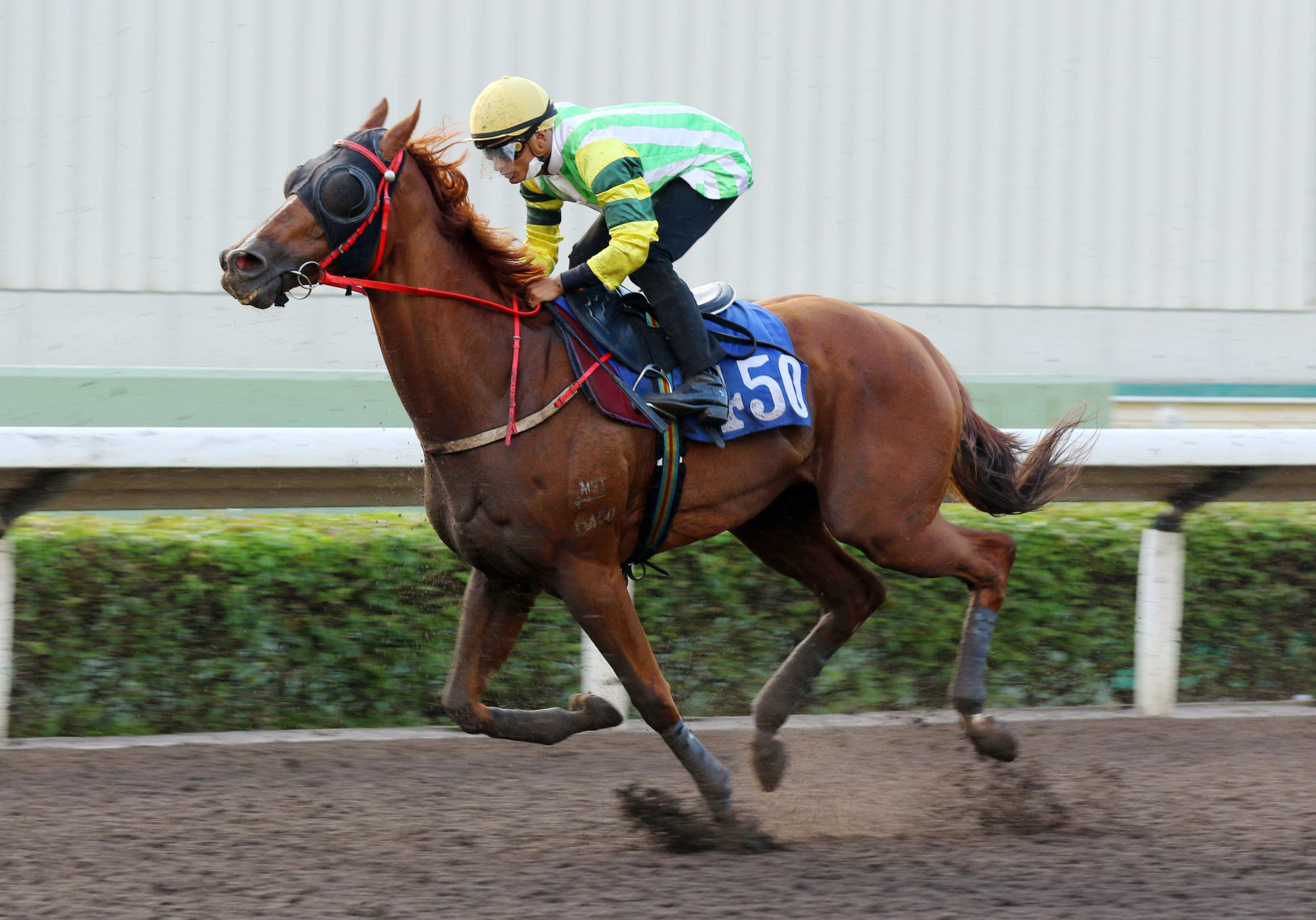 Karis Teetan partners Blaze Warrior in a trial on Tuesday morning.