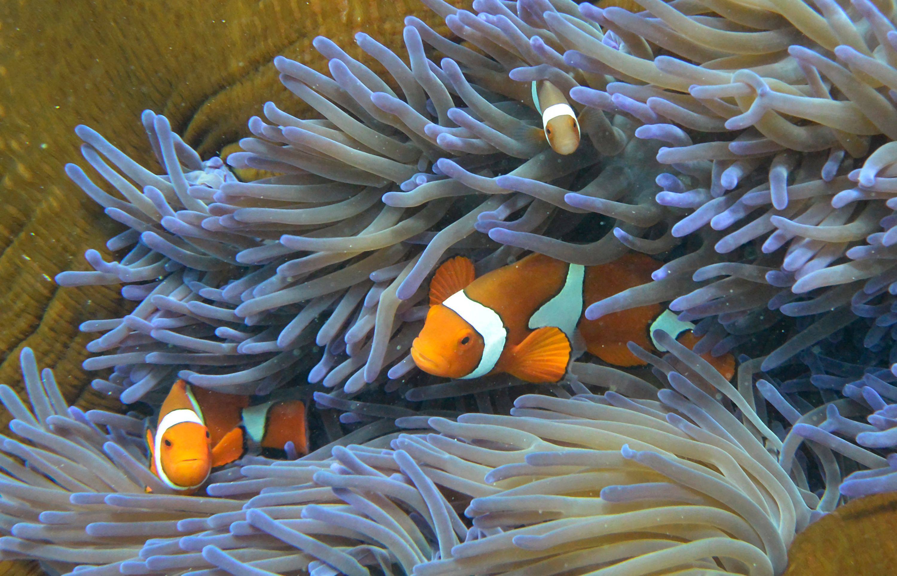 Fish on Australia’s Great Barrier Reef on September 22, 2014. Investments in marine ecosystems are disproportionately low given their importance for climate and biodiversity. Photo: AFP