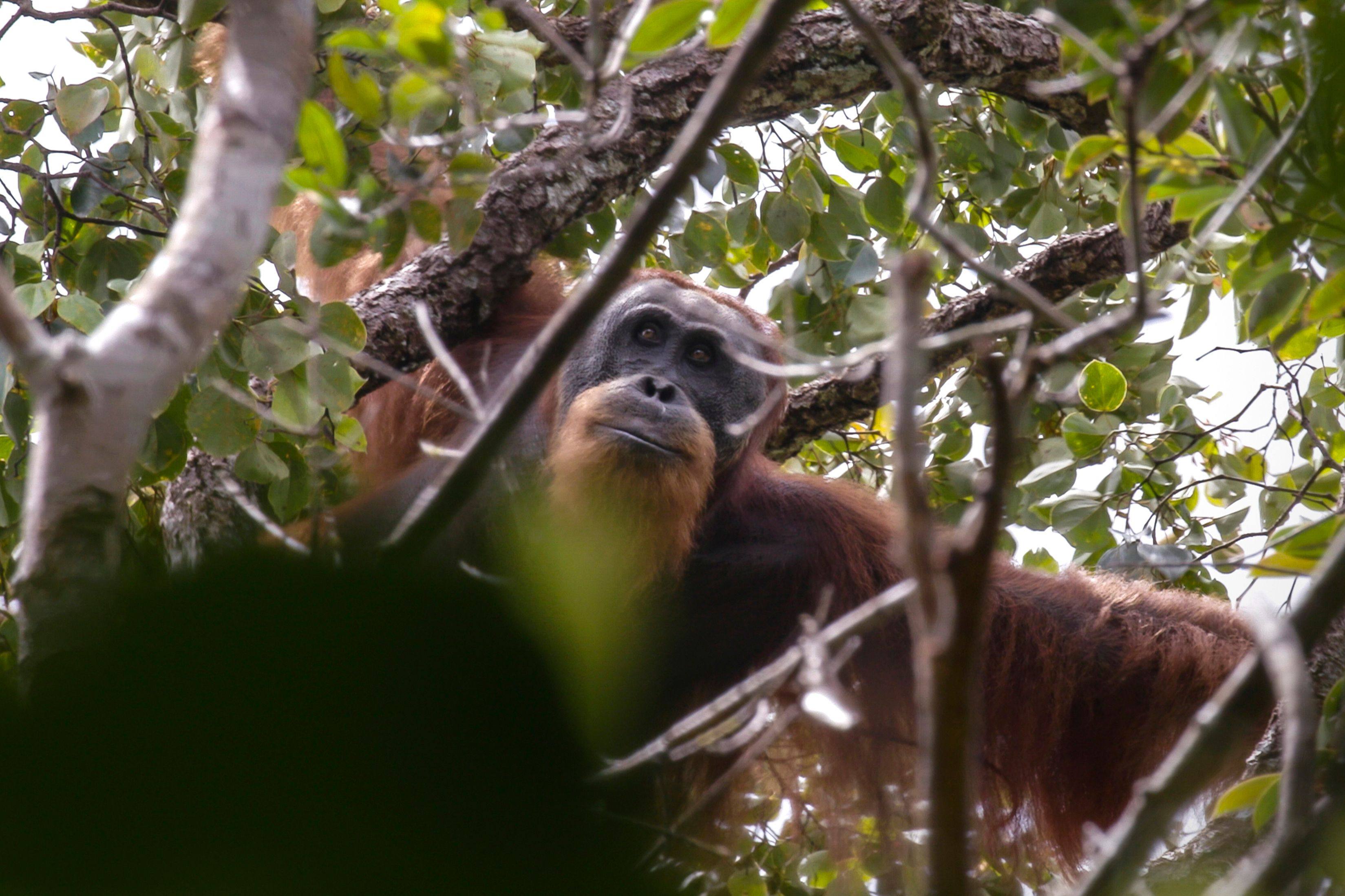 The population of Tapanuli orangutan has declined by 83 per cent over the past 75 years, largely due to hunting and habitat loss. Just 800 Tapanuli orangutans remain – and their last known habitat is threatened by a slew of infrastructure projects. Photo: AFP