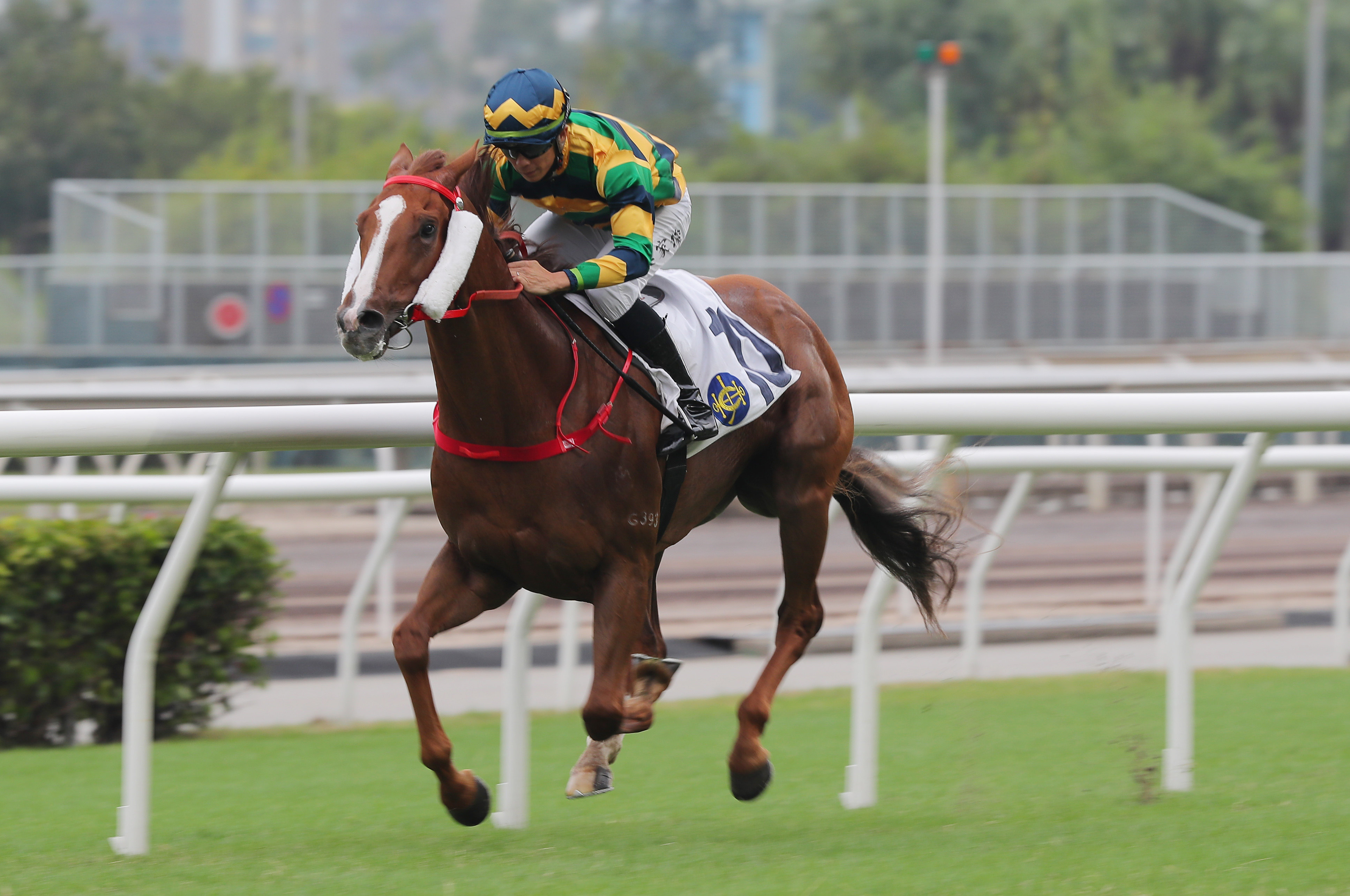 A Pal costs to victory under Derek Leung at Sha Tin on November 6. Photo: Kenneth Chan