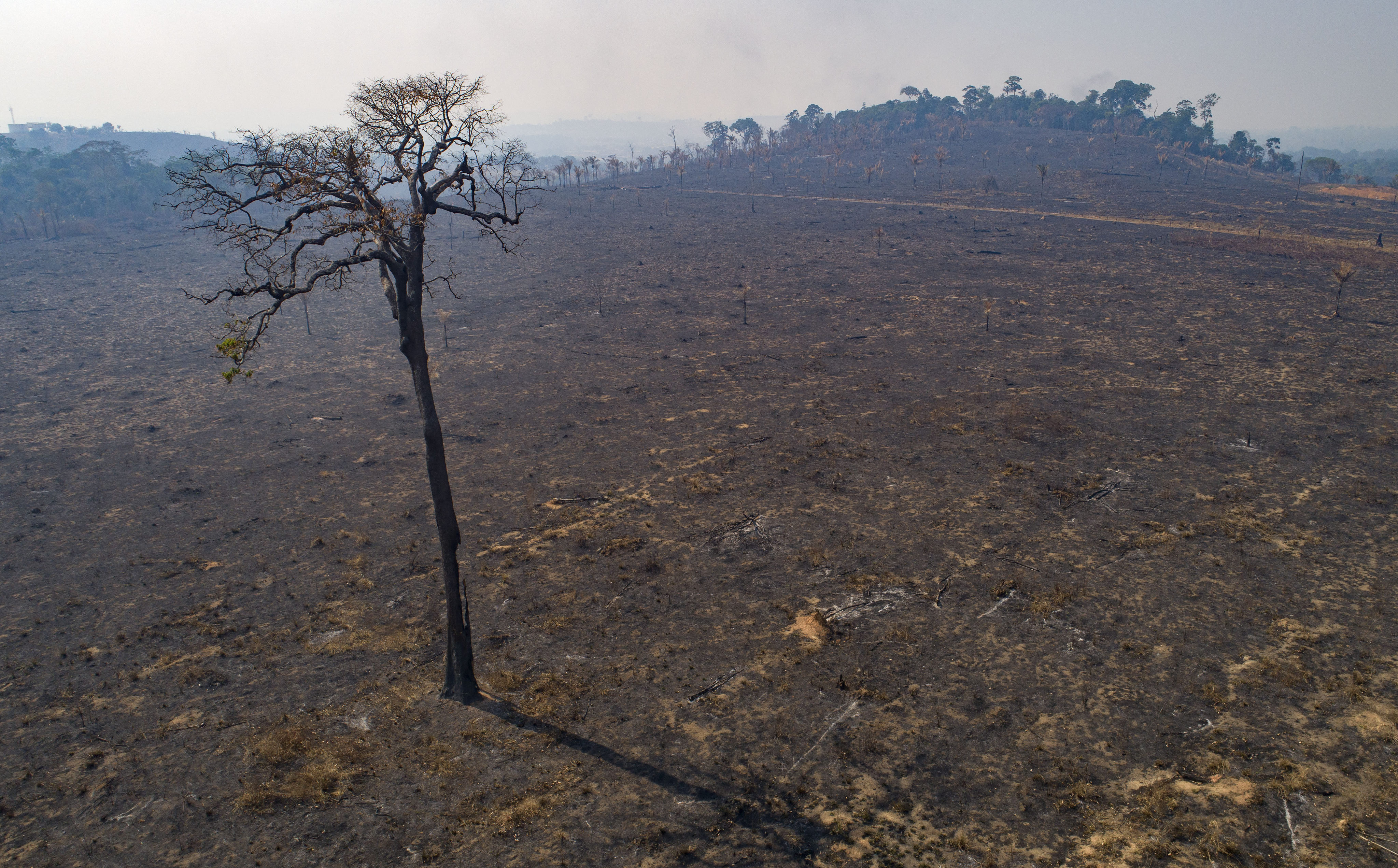  Land recently burned and deforested by cattle farmers stands empty near Novo Progresso, Para state, Brazil. Photo: AP/File