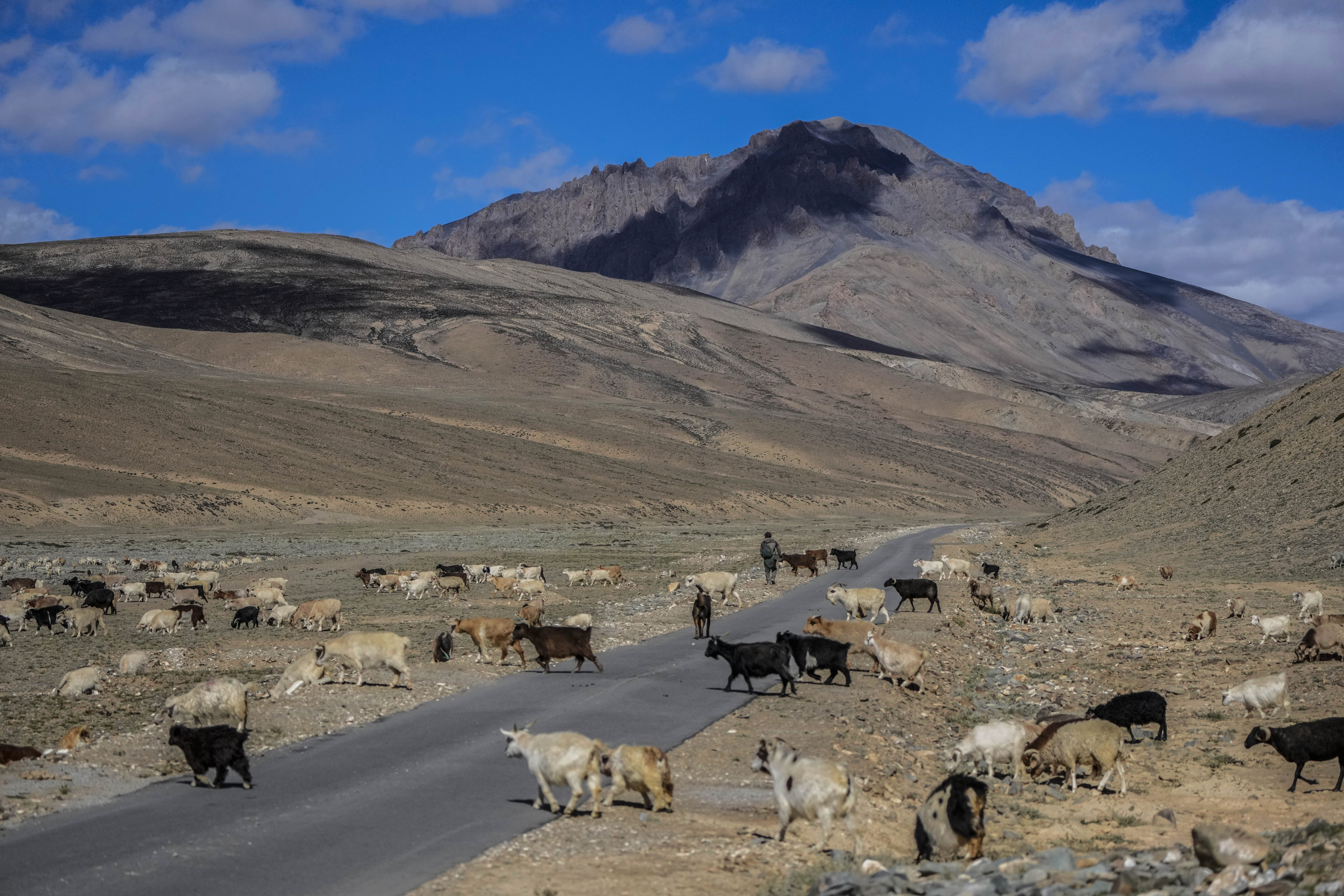 A nomad herds his Himalayan goats and sheep in a remote area in Ladakh, India, on September 17. The COP15 hopes to set goals for the world for the next decade to help conserve the planet’s biodiversity and stem the loss of nature. Photo: AP 