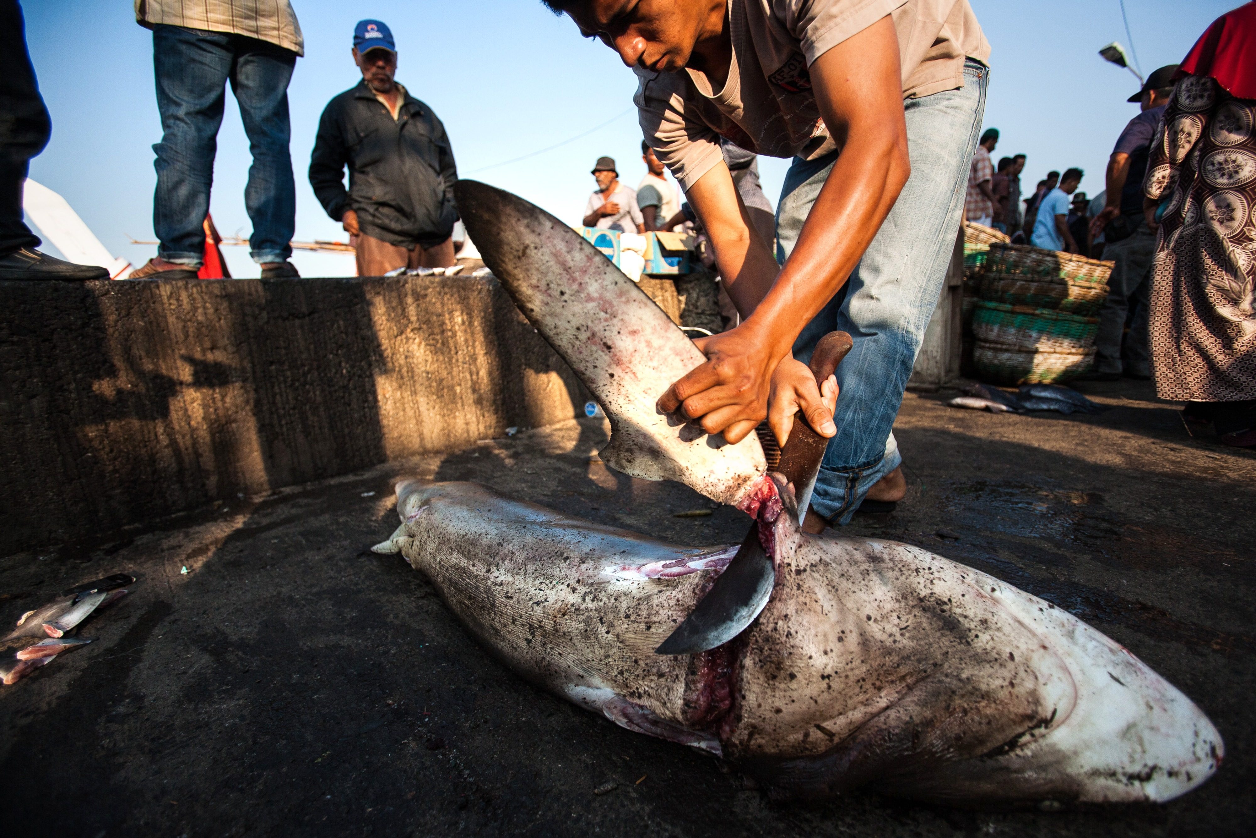 An Indonesian fisherman cuts the fin of a shark in Lampulo fish market in Banda Aceh. Desperate Indonesian fishers are setting out across the Arafura Sea in record numbers, with 46 fishing boats detected since June. Photo: AFP