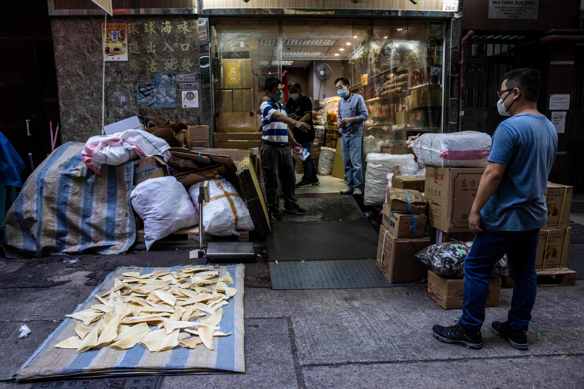 Shark fins are laid out on a tarp outside a shop in Hong Kong. In 2011, China launched a campaign to make shark fin soup unpopular, driving demand down 80 per cent. But demand is still high in Hong Kong, Macau and Taiwan, and rising fast in places like Vietnam and Thailand. Photo: AFP
