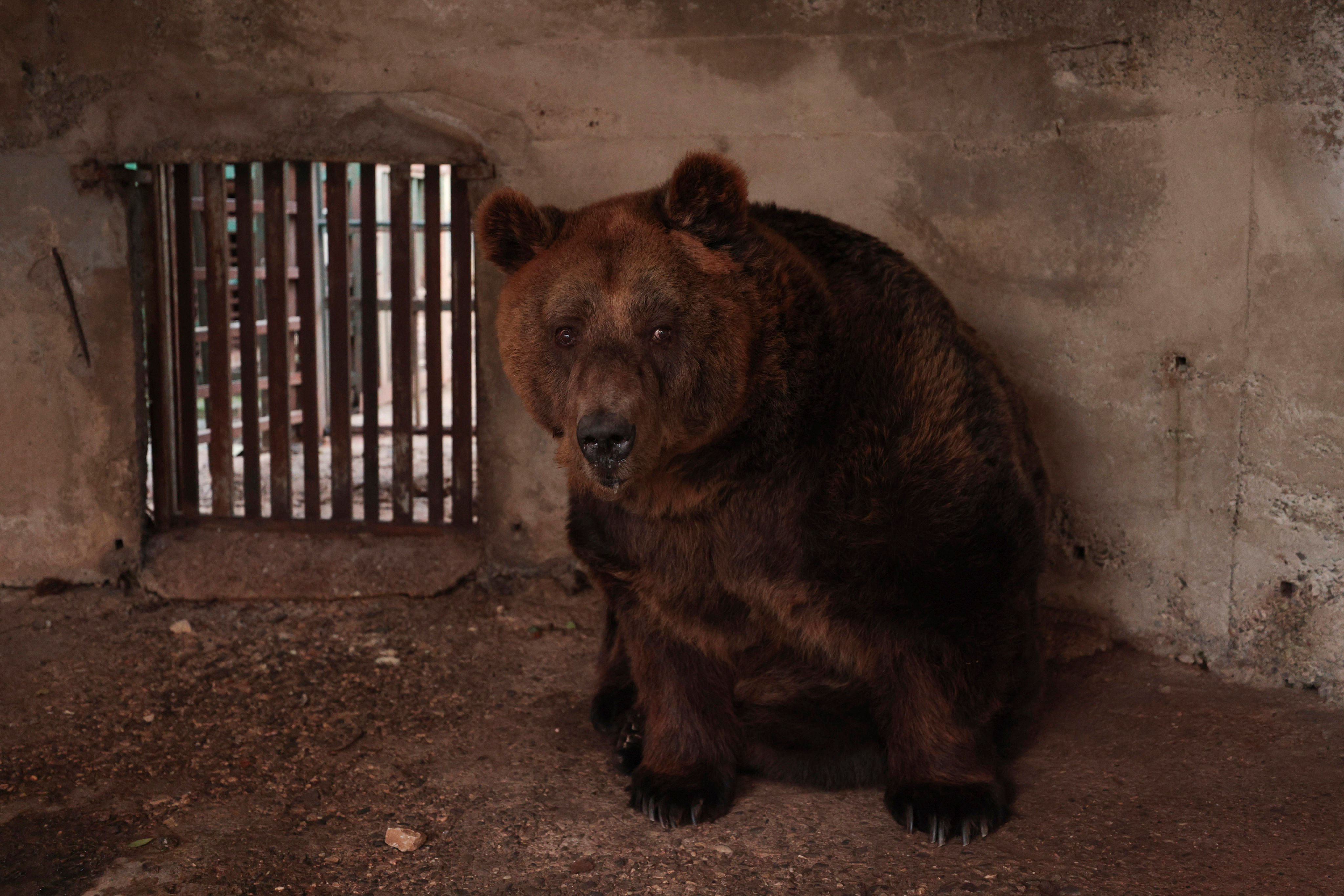 Meet Mark the Albanian brown bear, kept in a cage for 20 years