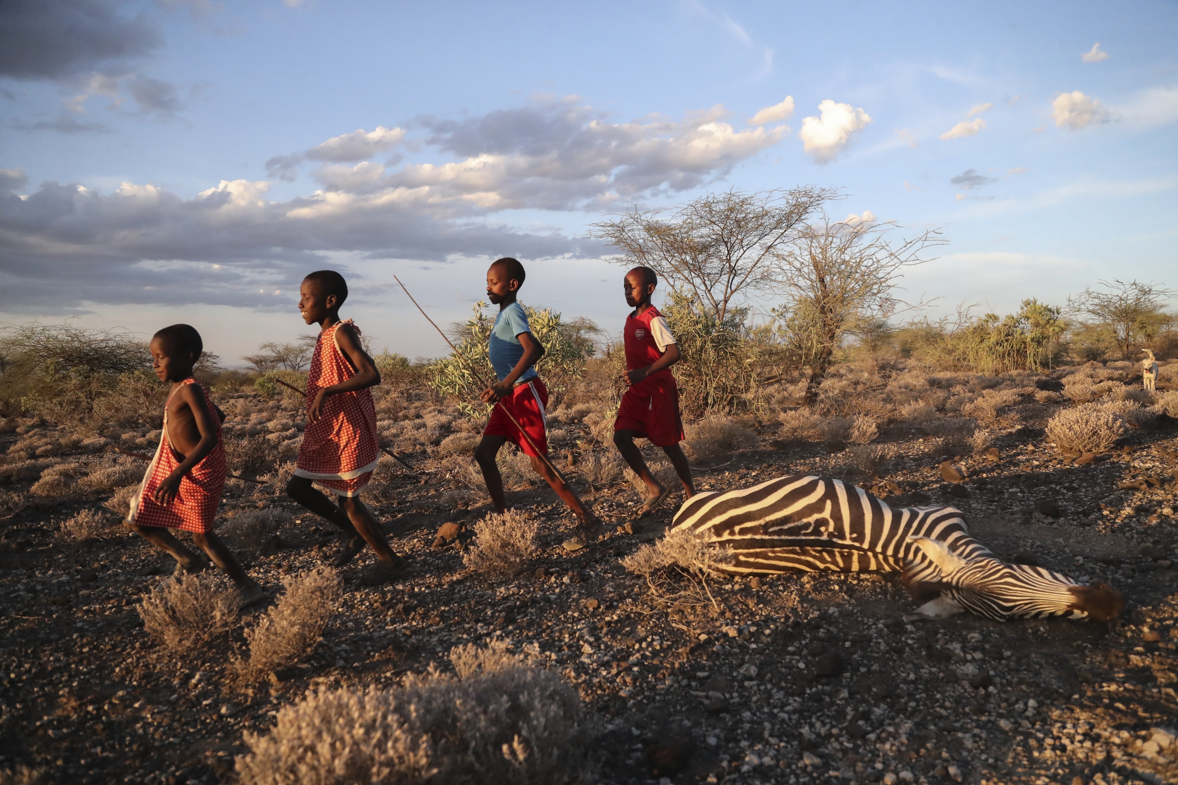 Kenyan children run past a zebra that locals say died due to drought. Photo: AP