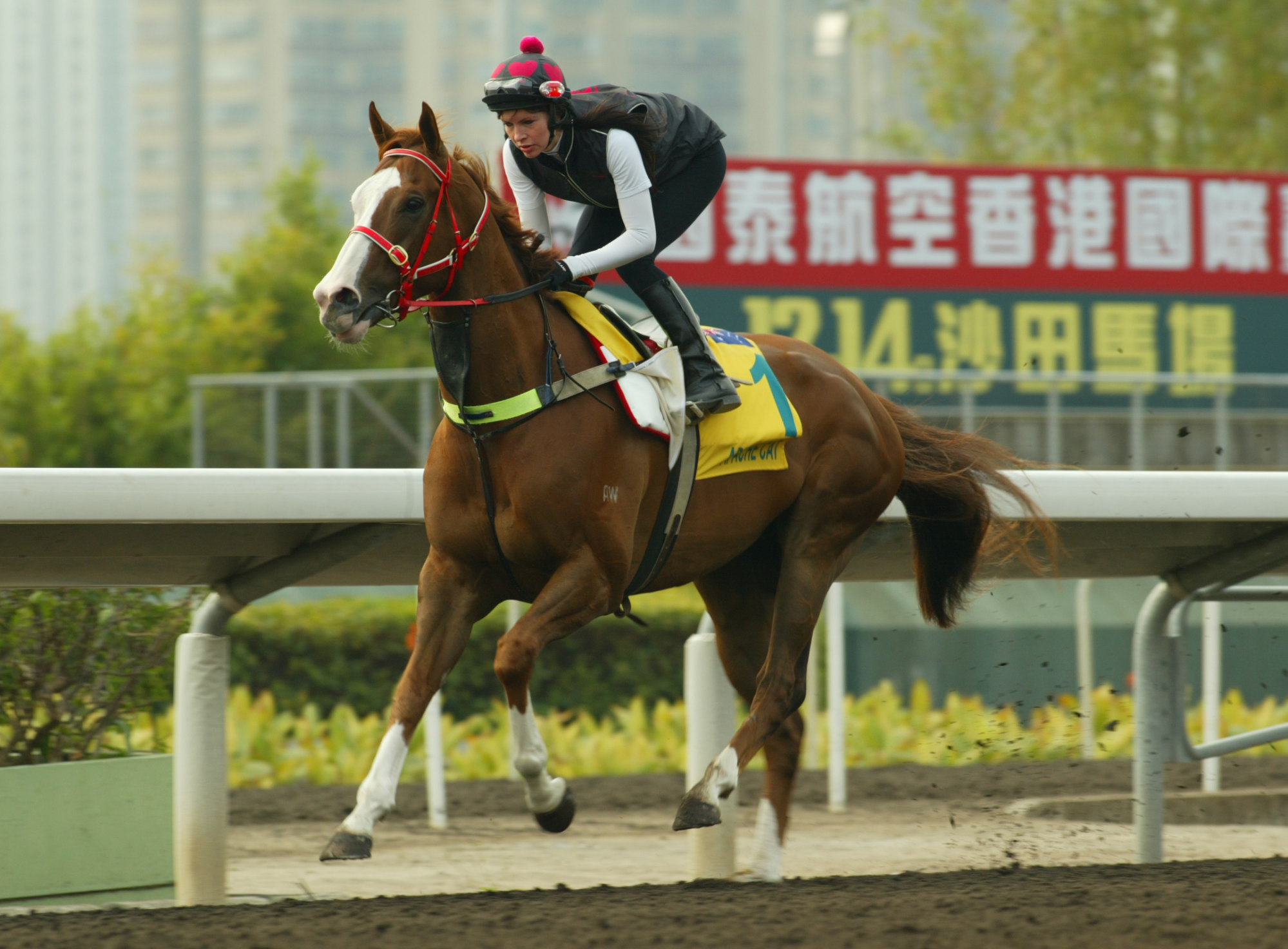 Hot favourite Apache Cat tunes up for the 2008 Hong Kong Sprint.