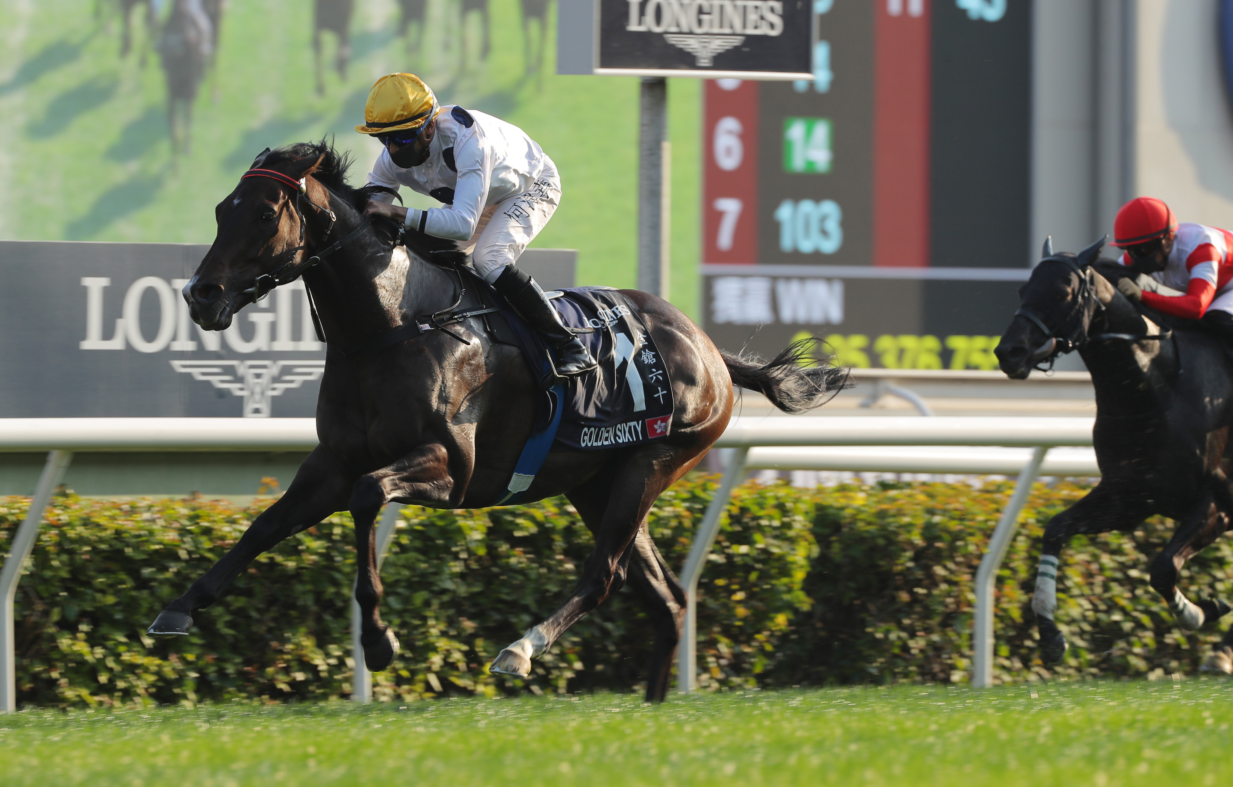 Golden Sixty is looking to continue his stranglehold on the Hong Kong Mile this weekend. Photo: Kenneth Chan