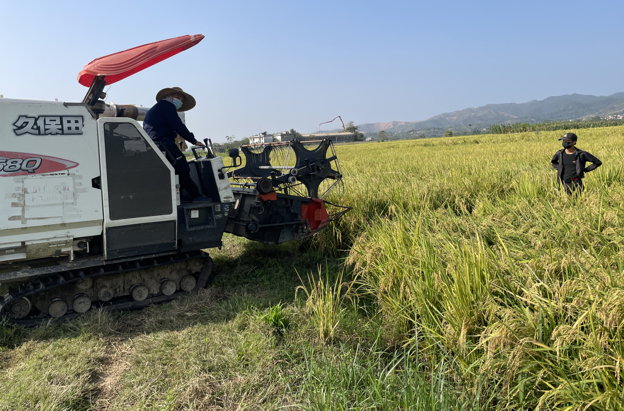 Harvesting under way for perennial rice after the first growing season in Guangxi. Photo: Liang Yuxin
