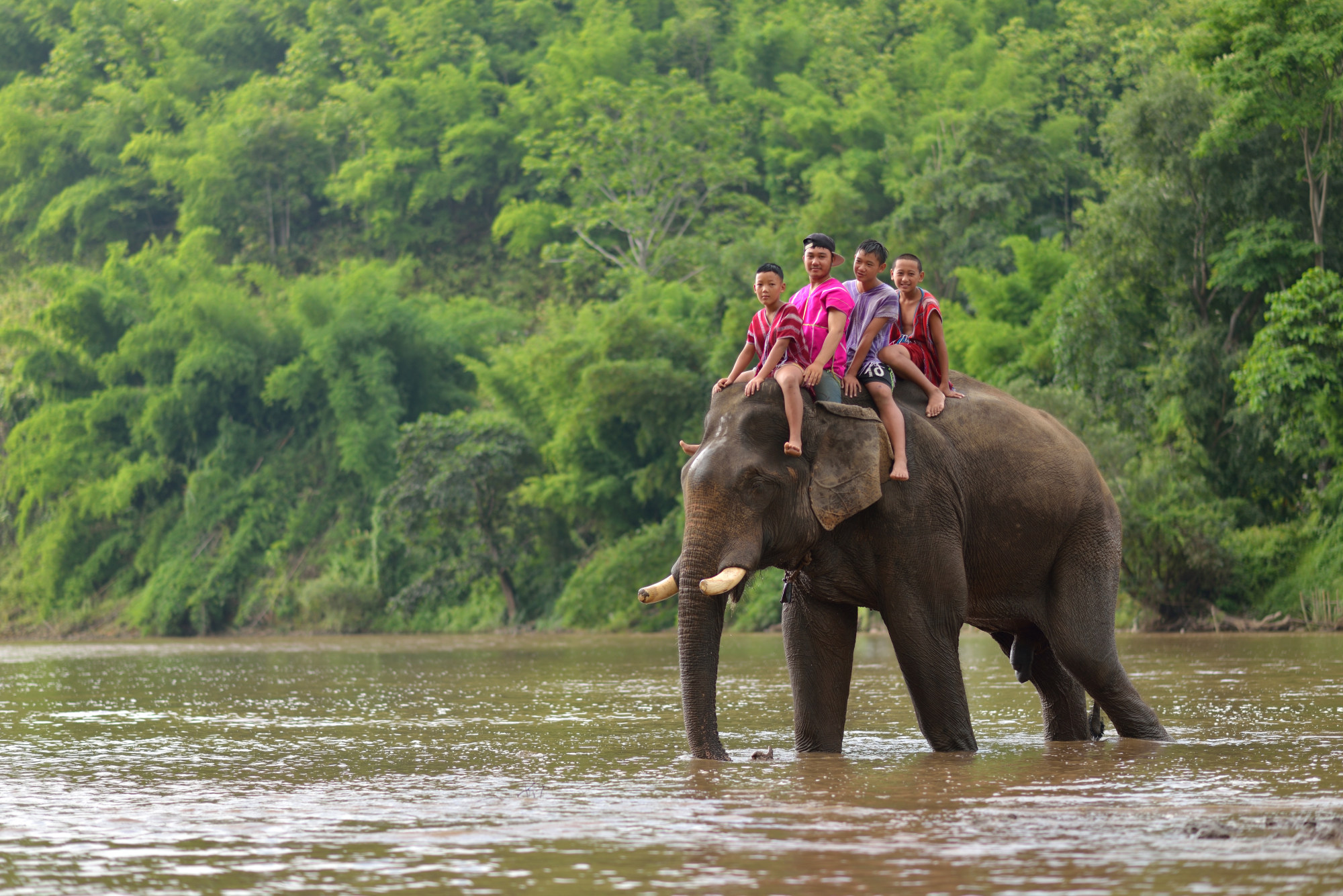 An elephant crosses the river in Chiang Rai, Thailand. Photo: Shutterstock