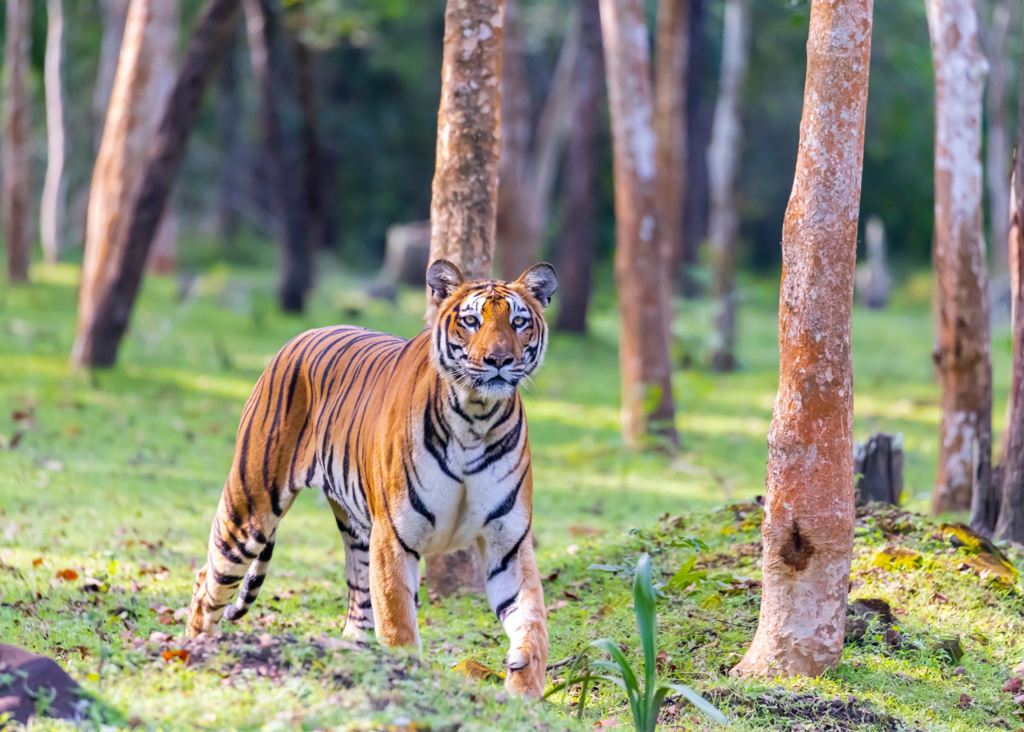 A tiger in Nagarahole tiger reserve forest, Kabini, Karnataka, India. Photo: Shutterstock