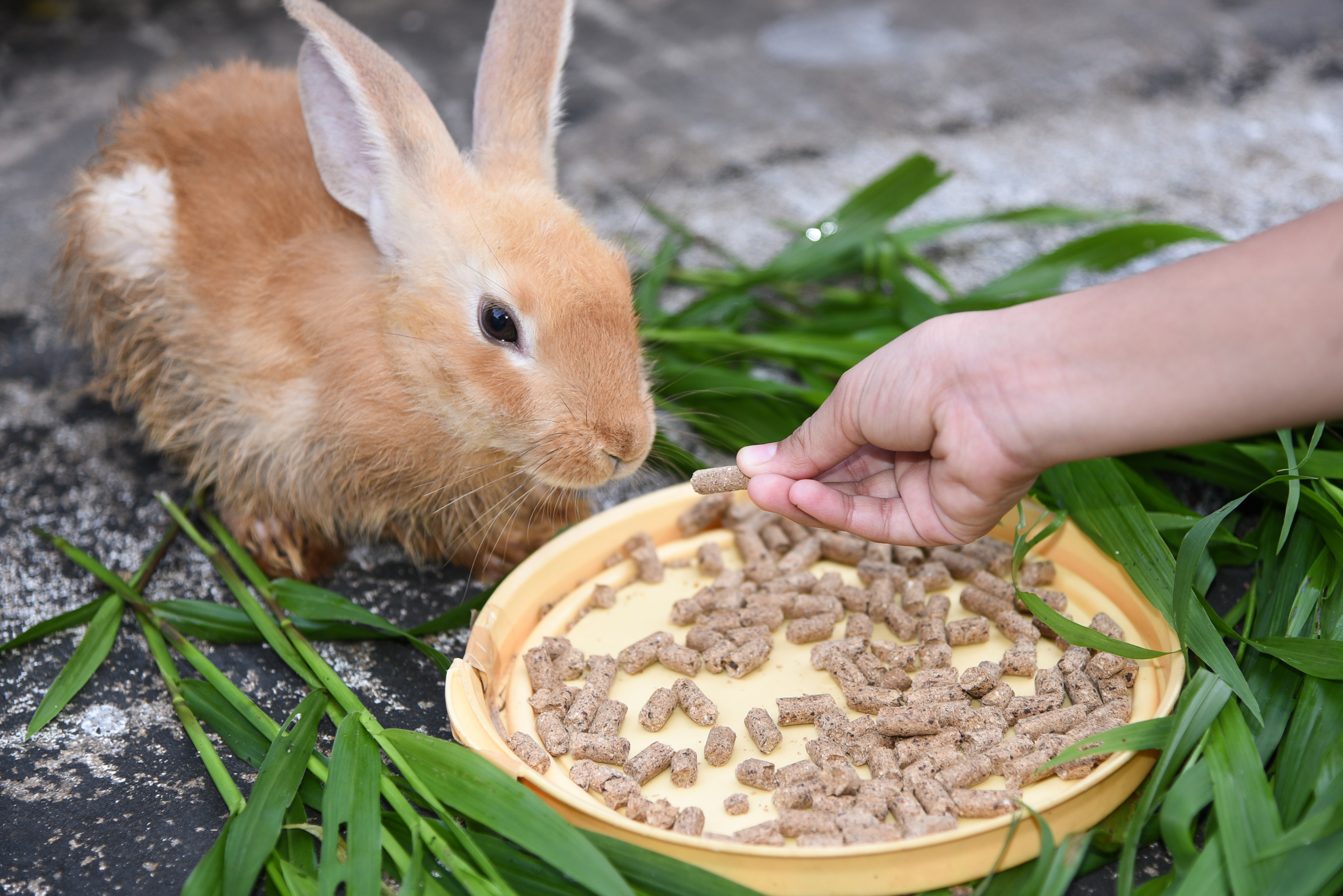 Eight out of 12 products tested by the Consumer Council needed to provide more precise instructions to prevent consumers from overfeeding their rabbits. Photo: Shutterstock Images