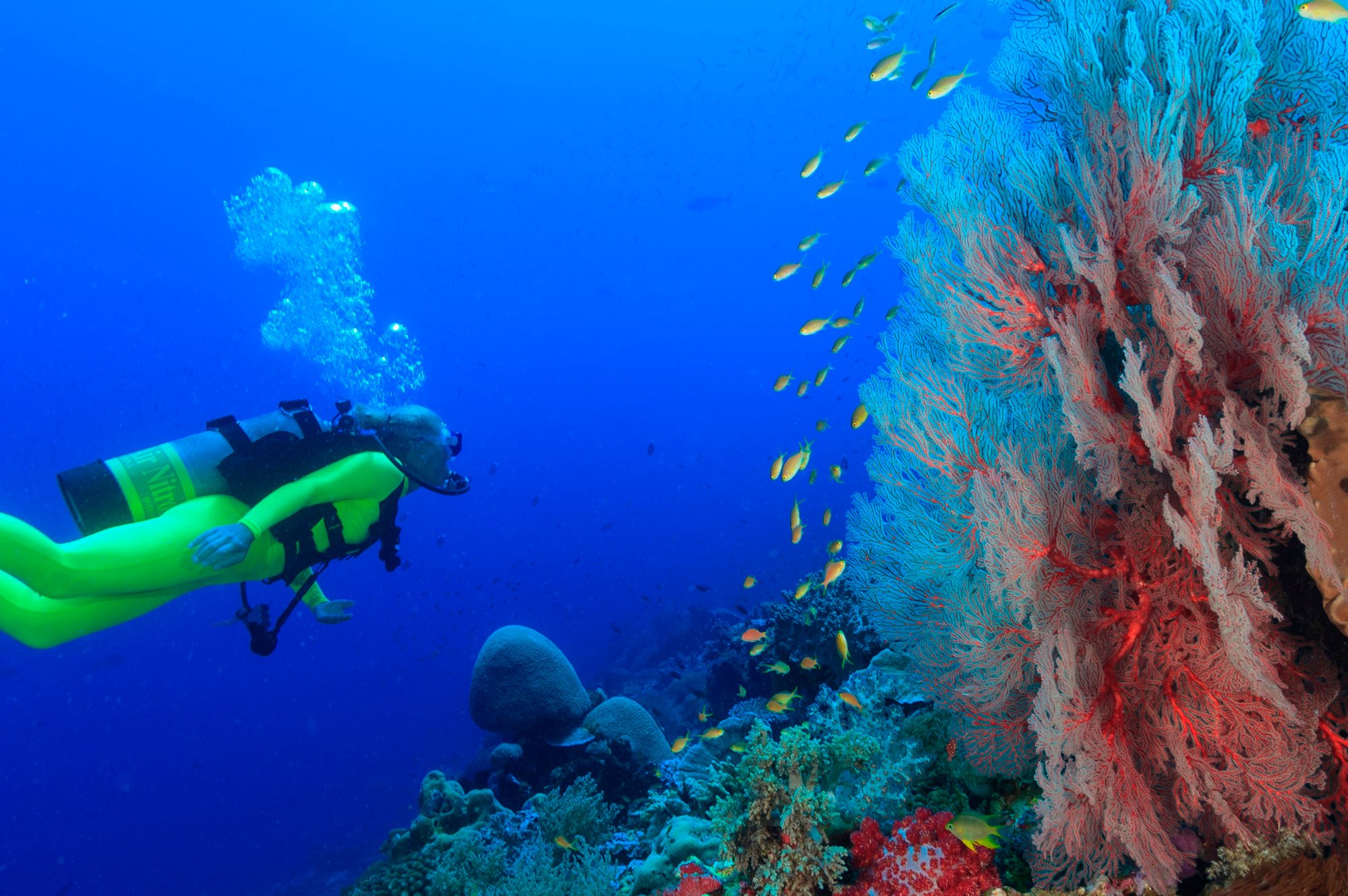 There is some spectacular diving in Rajah Ampat, in Indonesia’s West Papua Province. Photo: Shutterstock