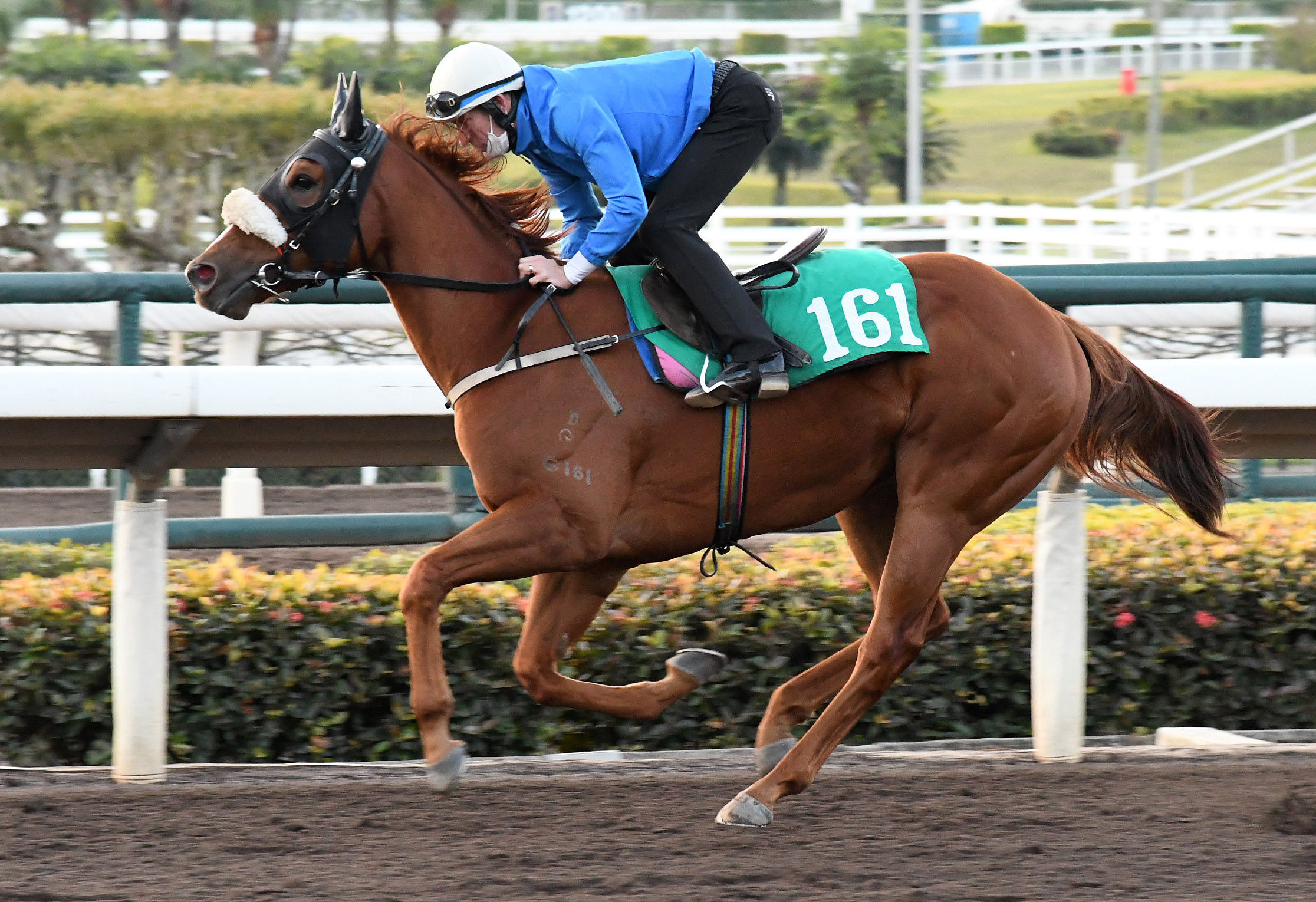 Hugh Bowman gets to know Packing Treadmill at Sha Tin trackwork this week. Photo: Kenneth Chan