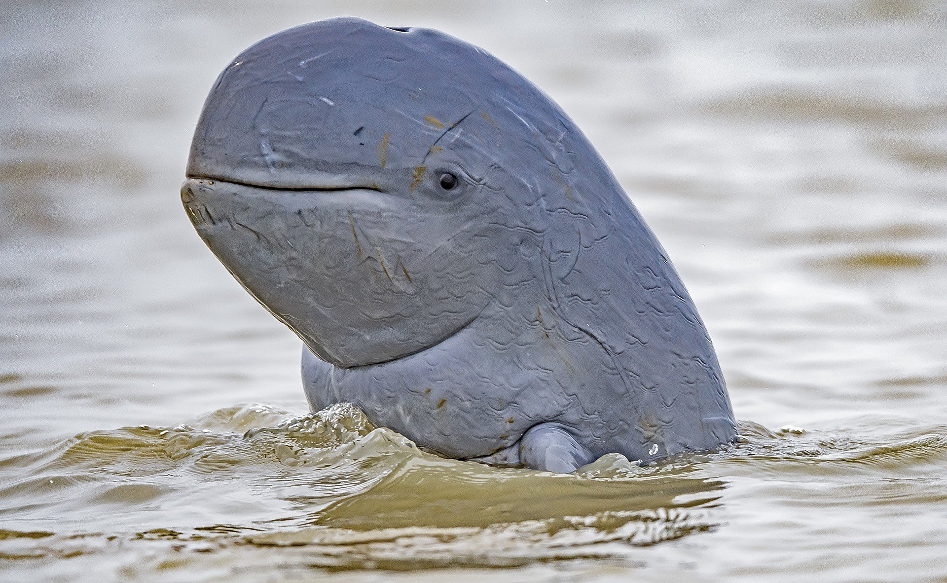 The latest Irrawaddy dolphin death is believed to have stemmed from entanglement in an illegal fishing line. Photo: Anupam Koley/Nature in Focus Photography Awards