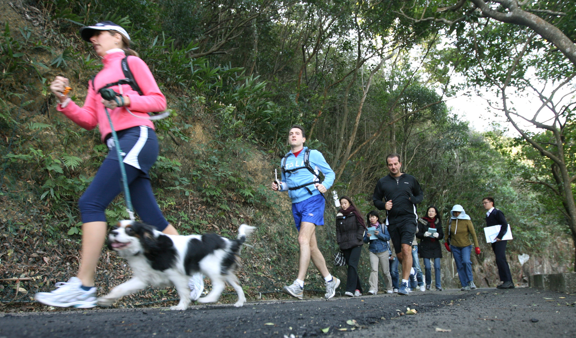 Curse Of The Canine Killers: New Hong Kong Dog Poisoning Death ...