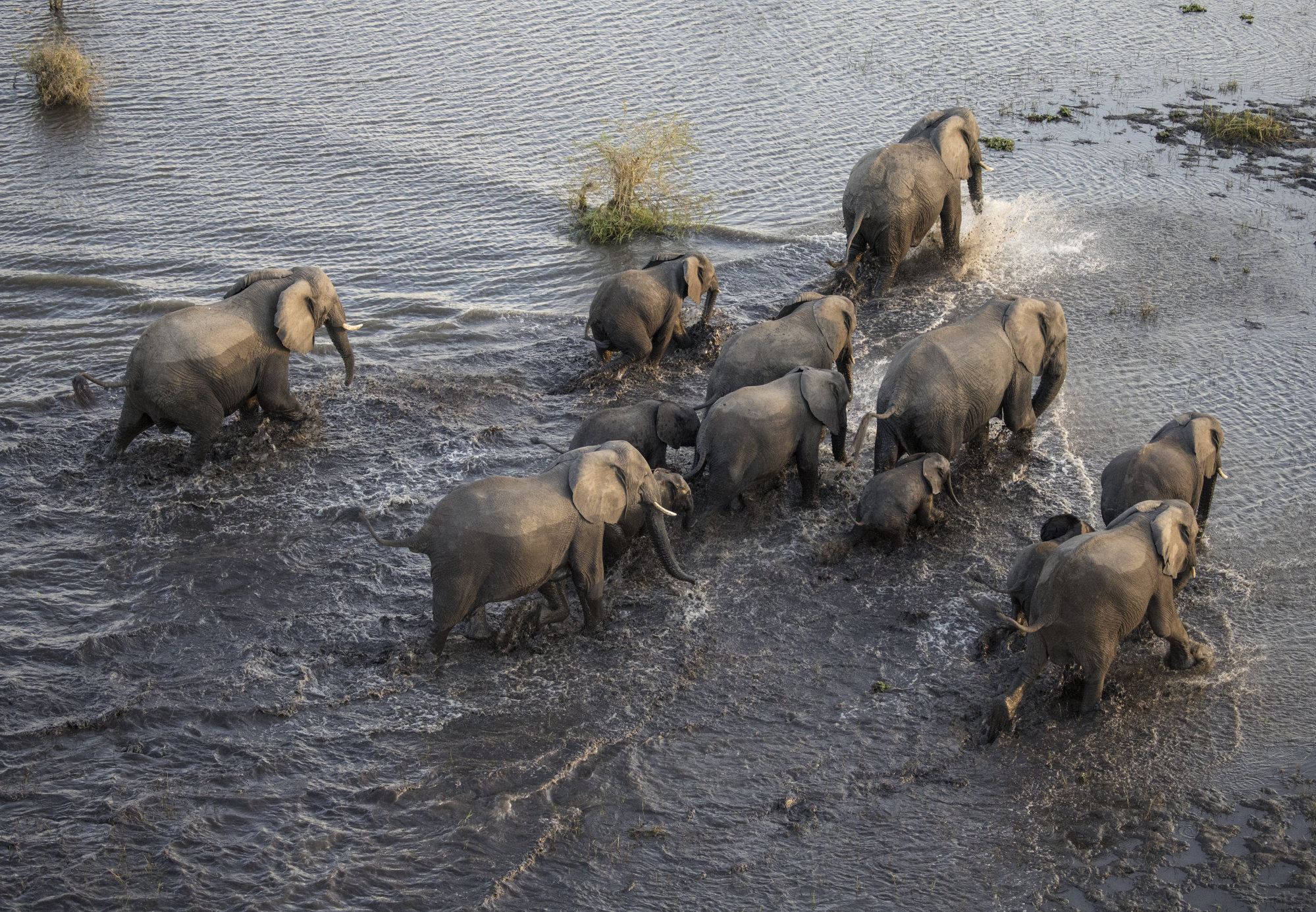 Elephants in Malawi’s Liwonde National Park. Photo: Daniel Allen