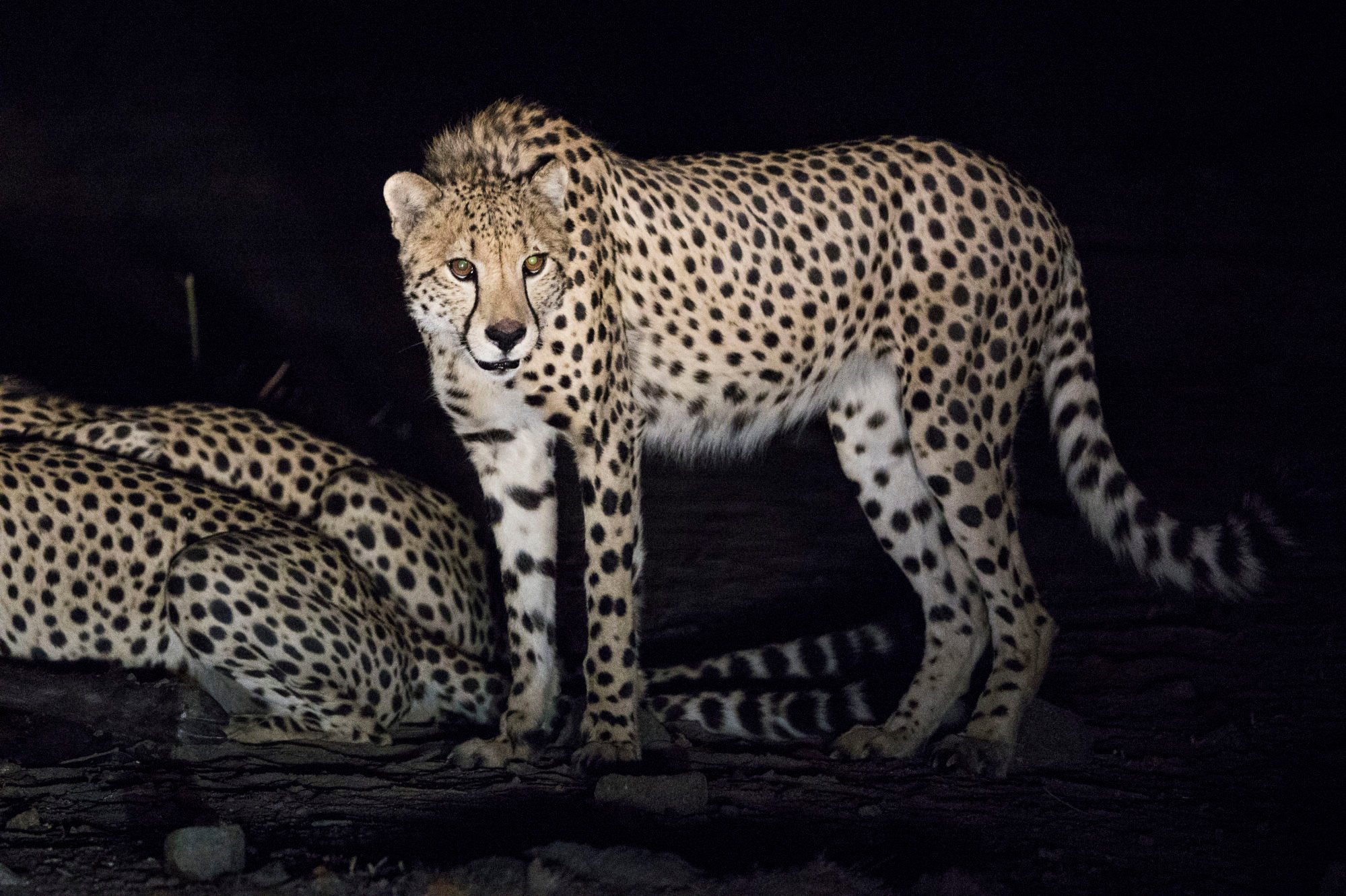 Cheetahs were released into Liwonde in 2017. Photo: Daniel Allen
