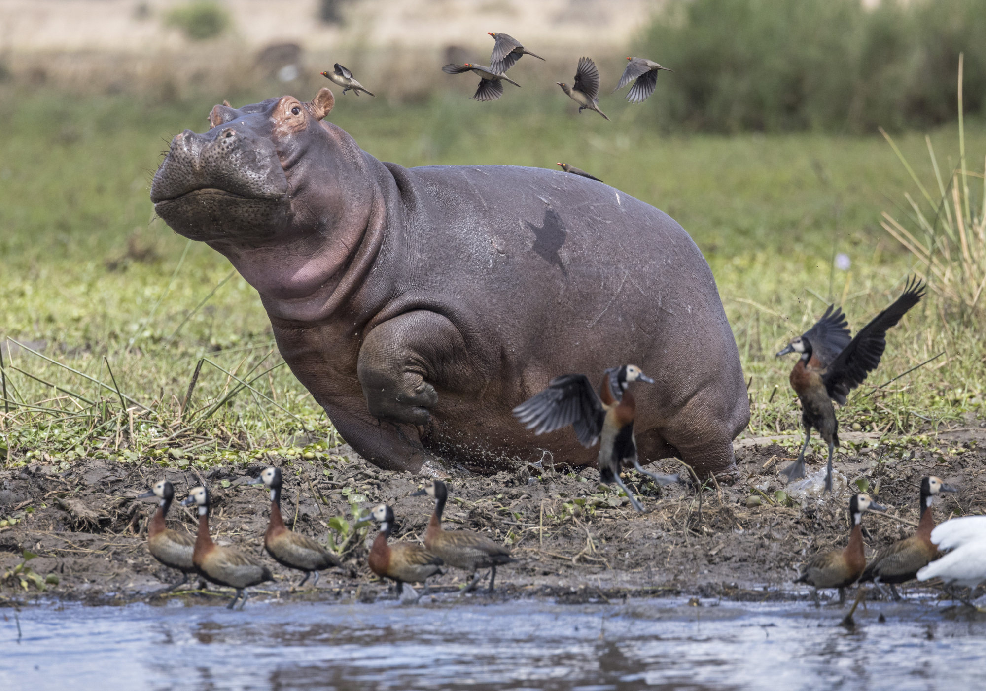 A hippo in Liwonde National Park. Photo: Daniel Allen