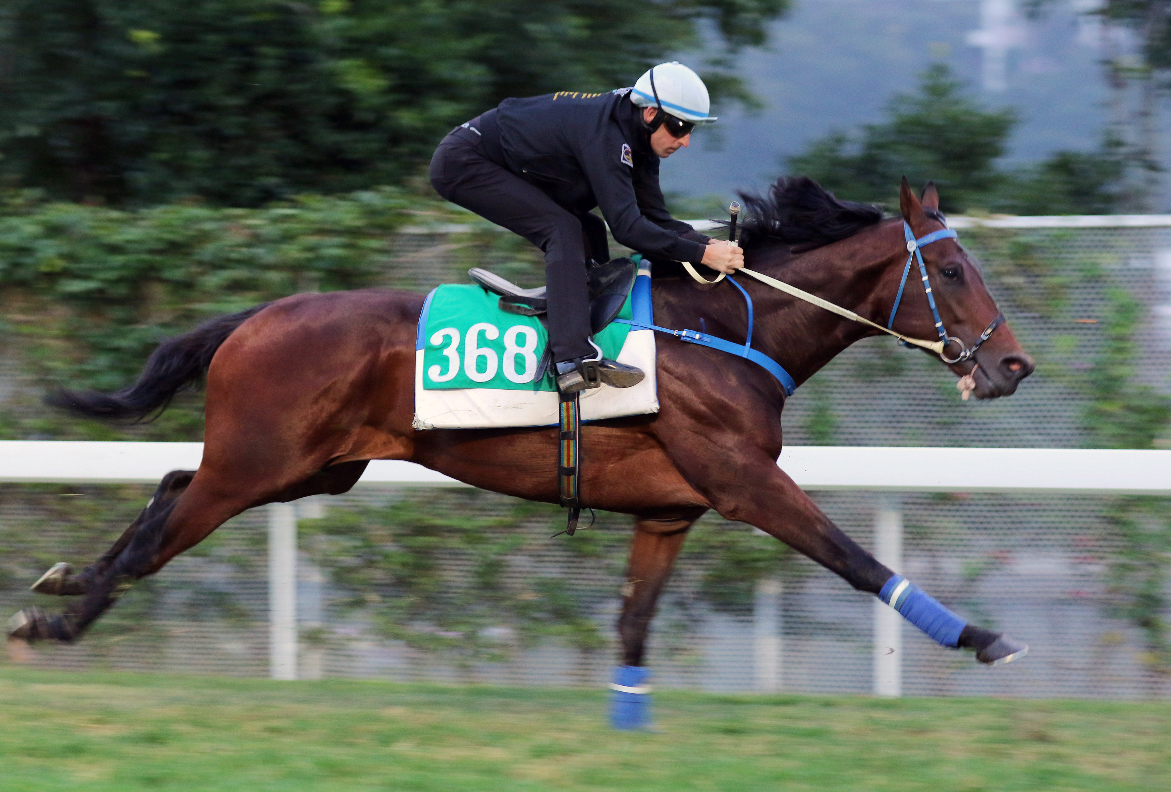 Hugh Bowman gallops Caspar Fownes-trained imported entire Viva Chaleur at Sha Tin on Thursday ahead of today’s Class Three (Restricted) Lung Fu Shan Handicap (1,600m). Photos: Kenneth Chan