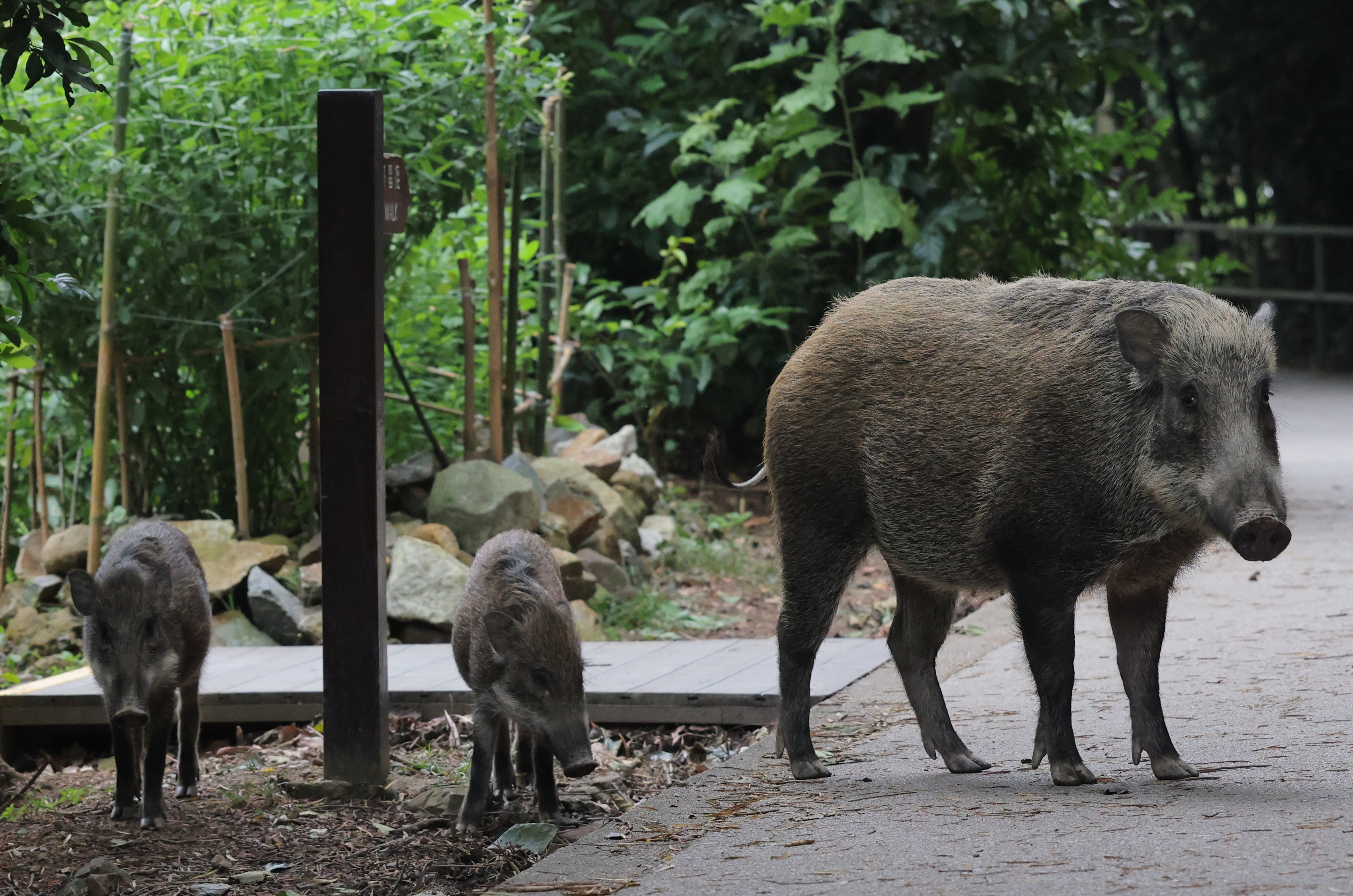 The city’s wild boars have been the target of a cull by authorities. Photo: Jelly Tse
