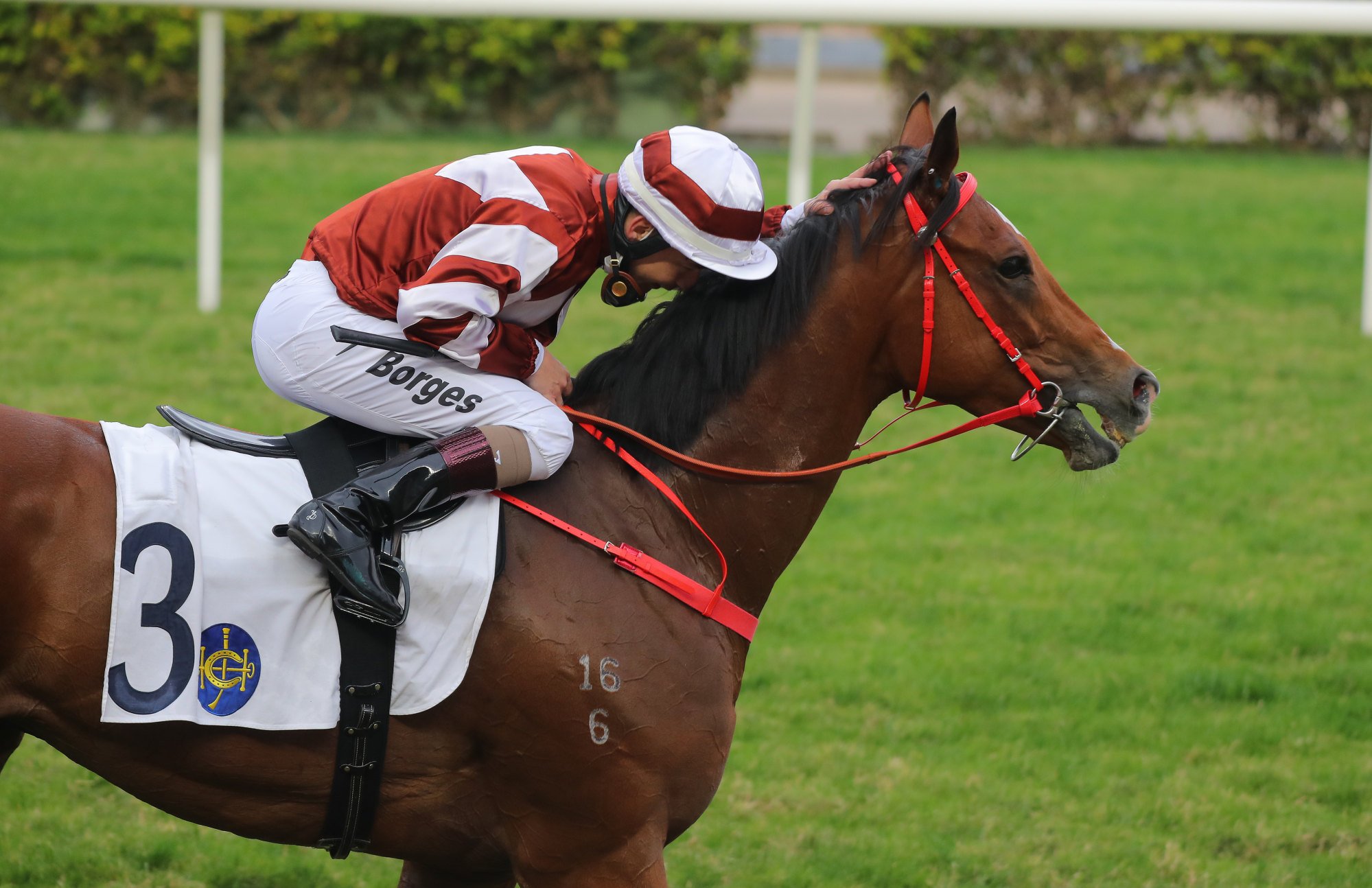 Vagner Borges gives Sight Success a pat after their Bauhinia Sprint Trophy victory.