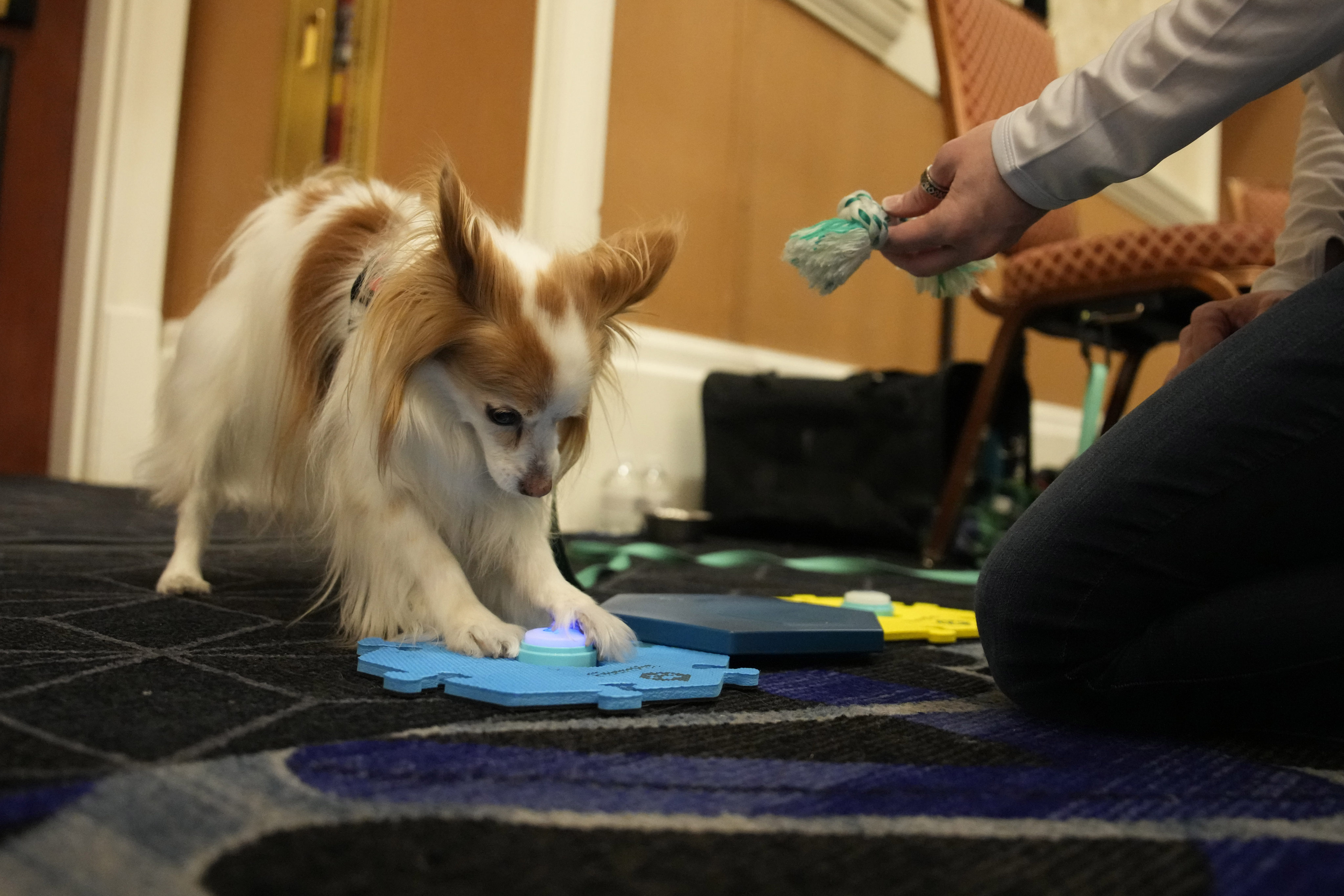 A dog pushes buttons on FluentPet’s starter kit - designed to let dogs “talk” to their owners - at CES 2023. Photo: AP