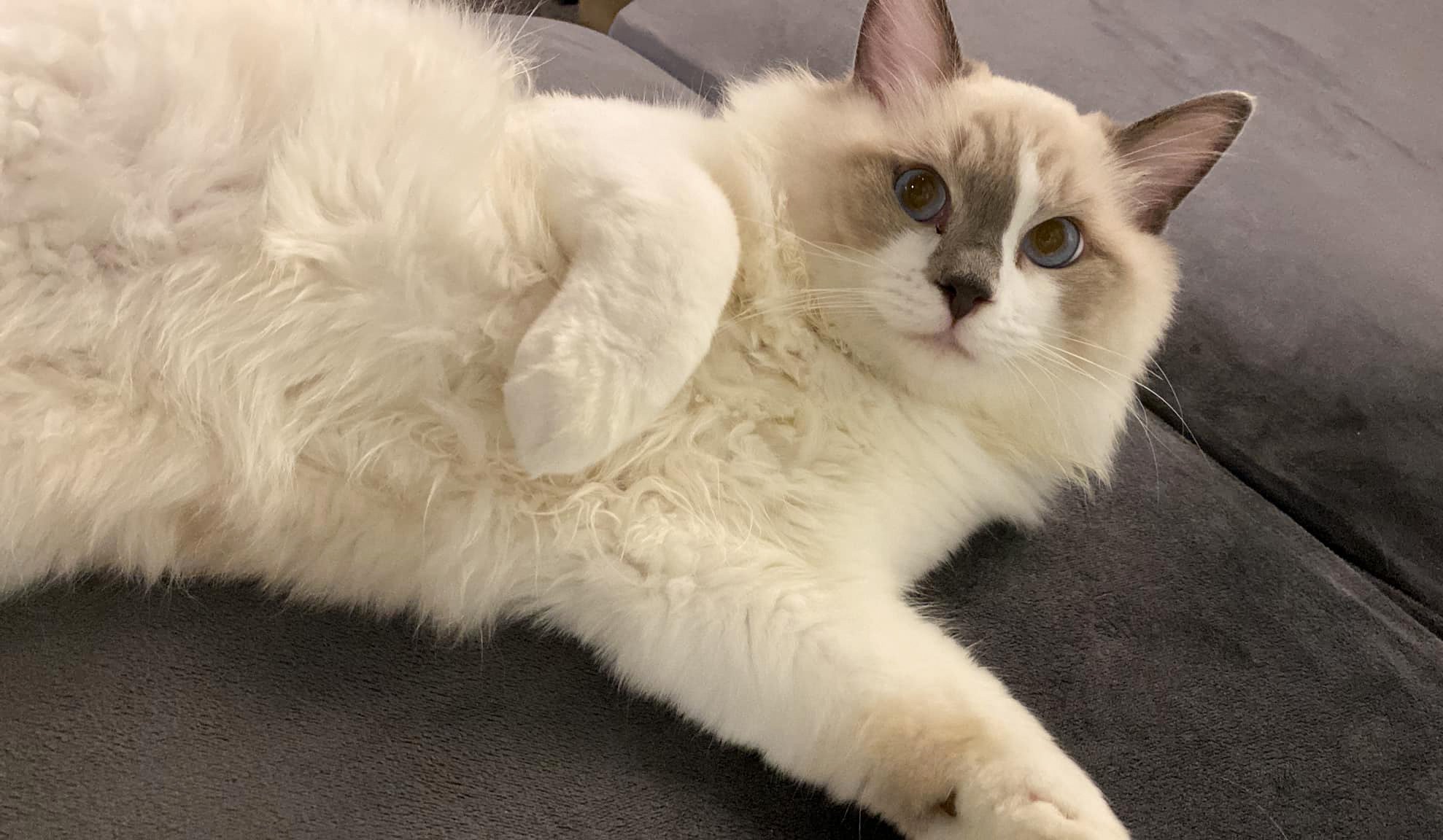 An eight-month-old ragdoll cat was returned safe after it was stolen from a party room in Mong Kok. Photo: Handout